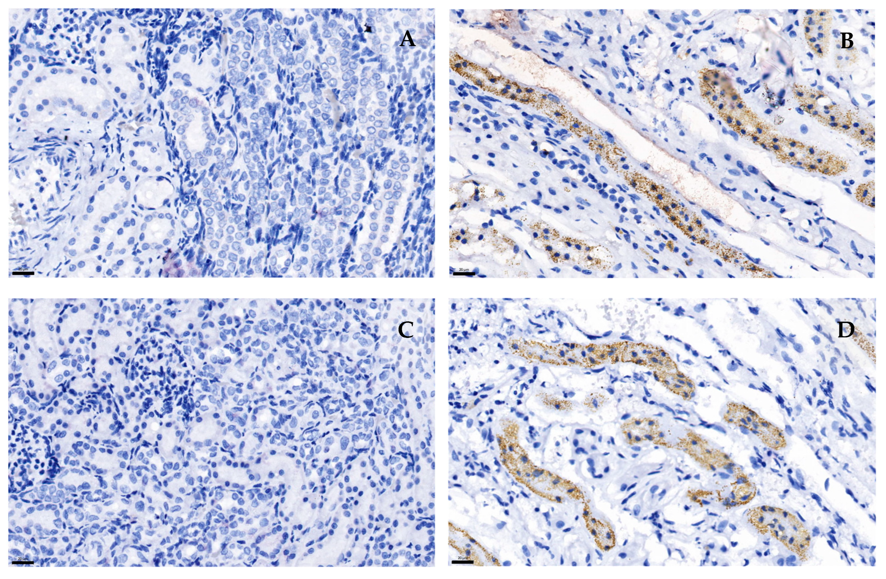 Animals 15 00257 g003