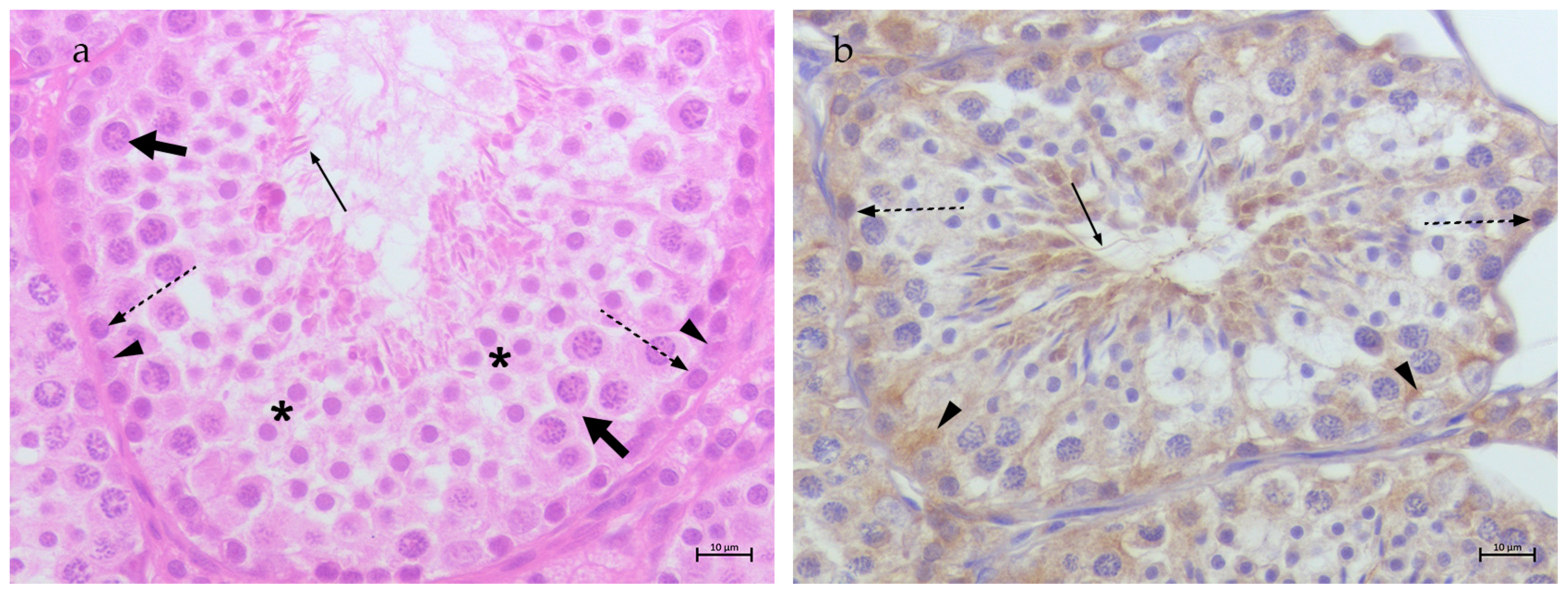 Animals 15 00264 g001