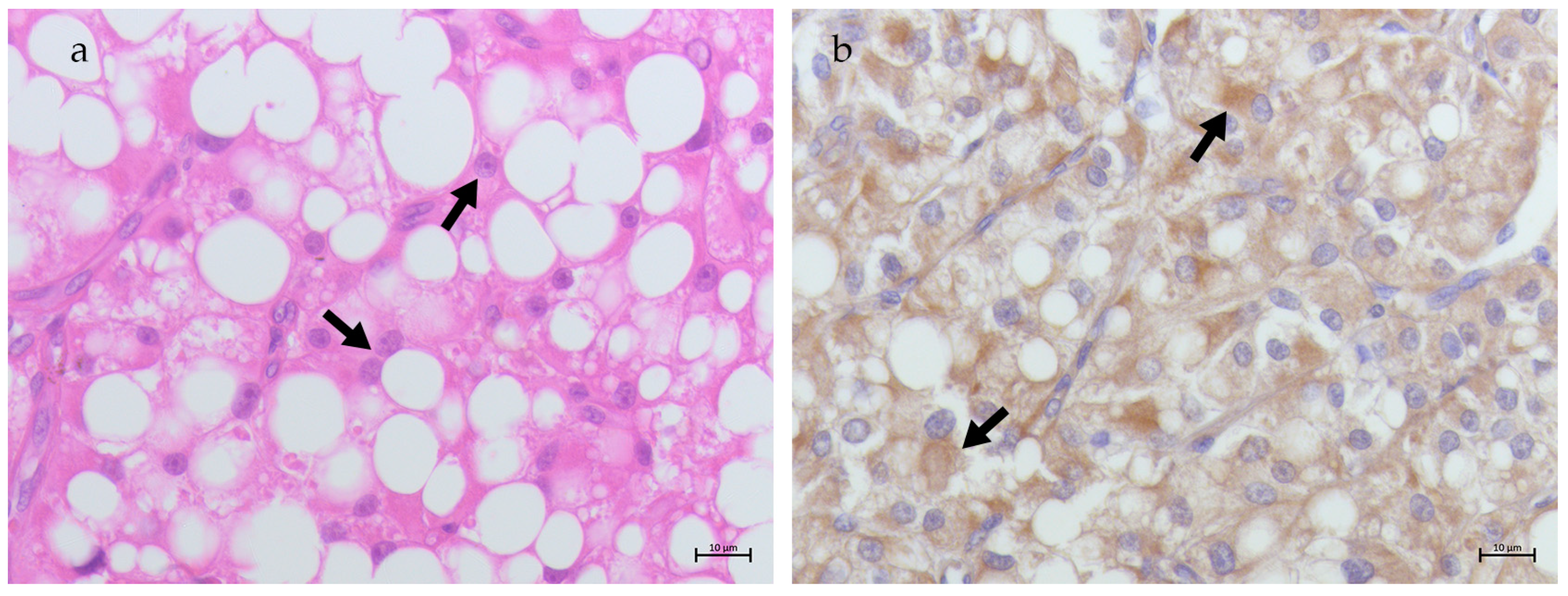 Animals 15 00264 g003