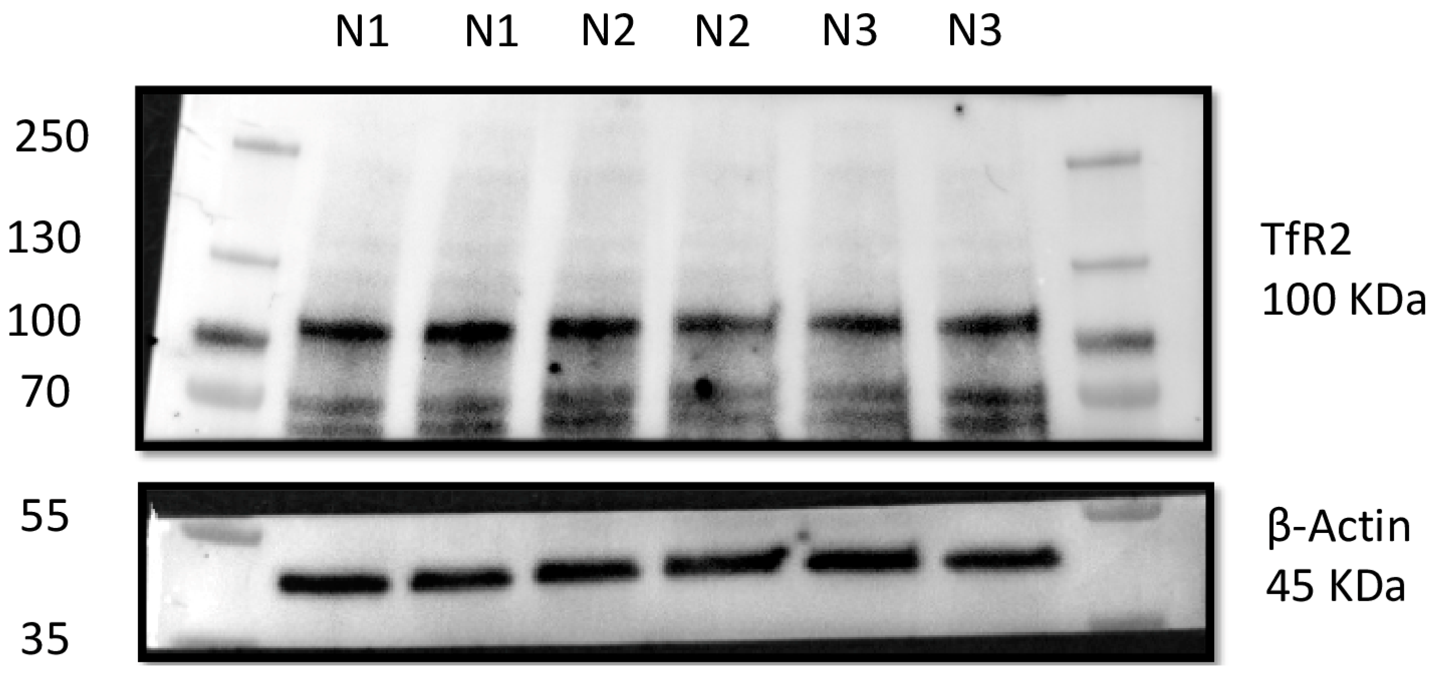 Animals 15 00264 g005