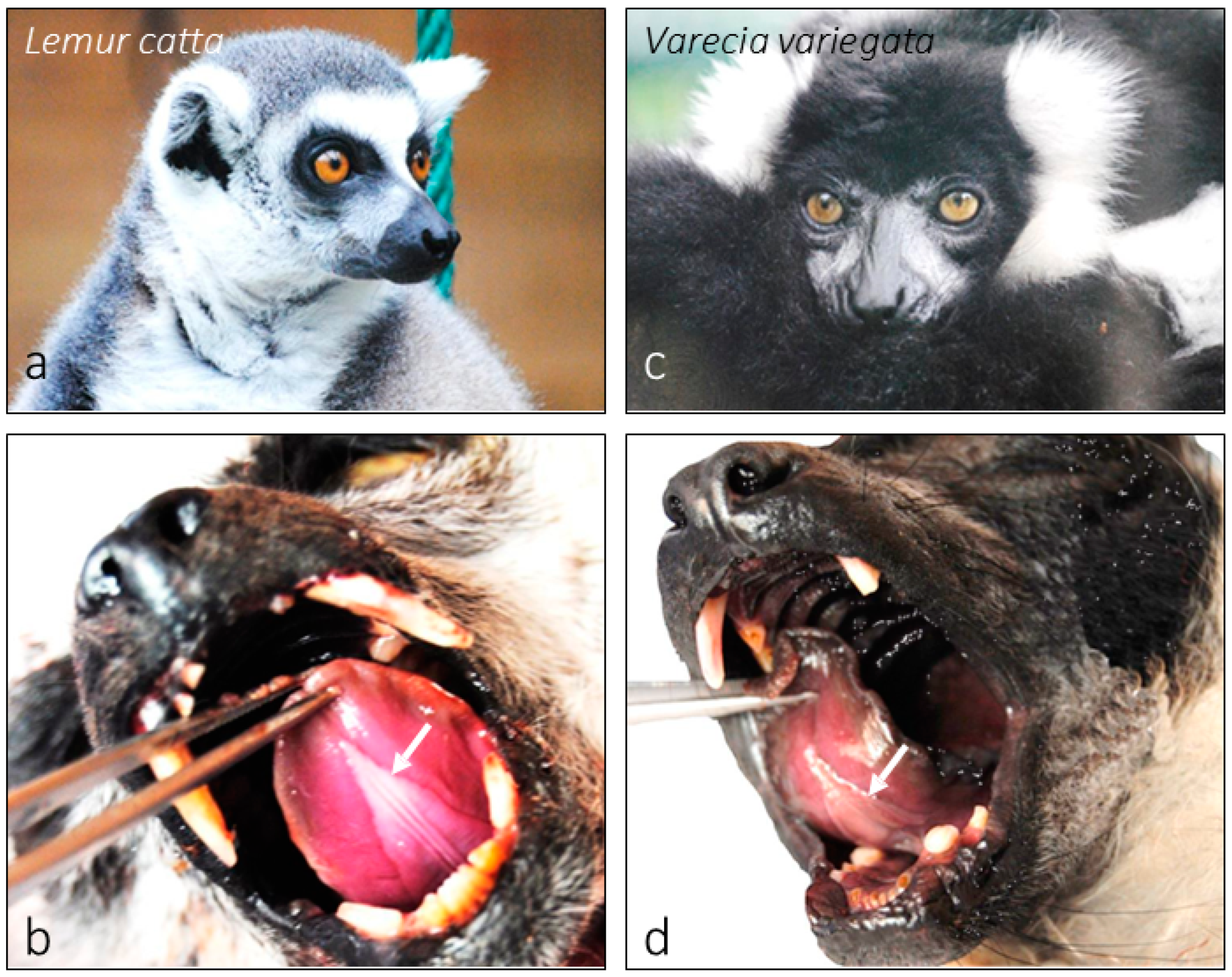 Animals 15 00275 g001