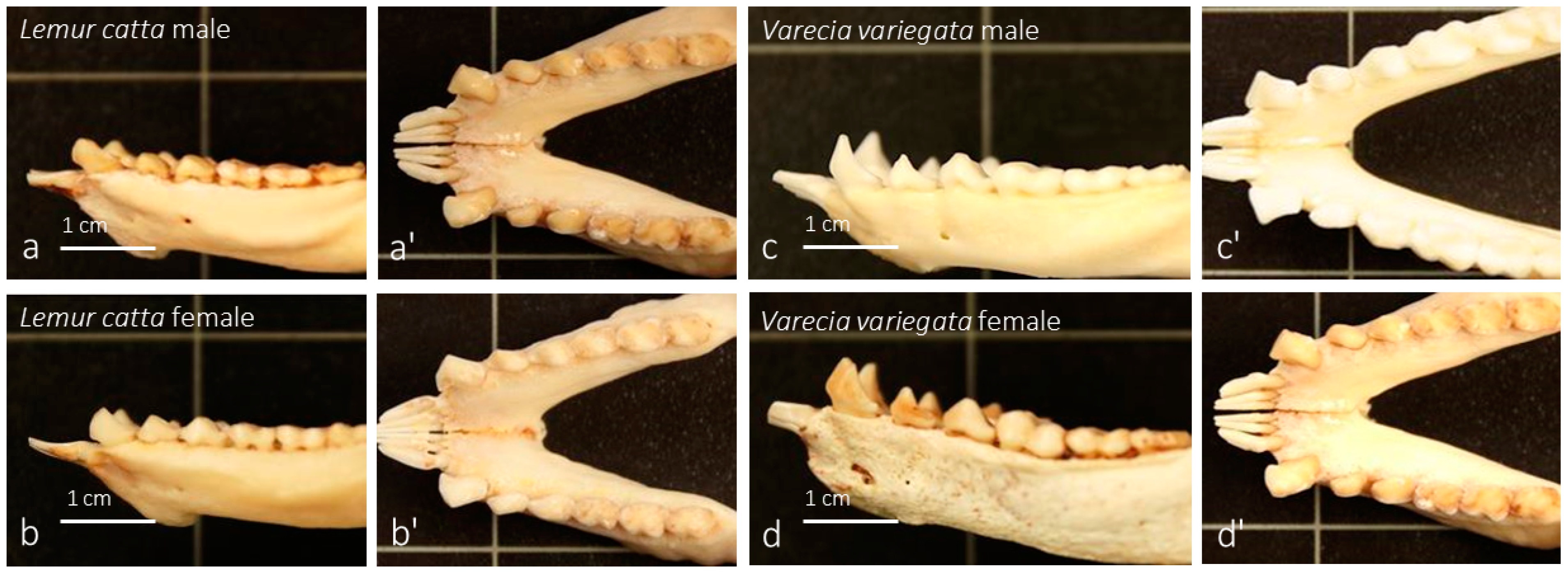 Animals 15 00275 g003