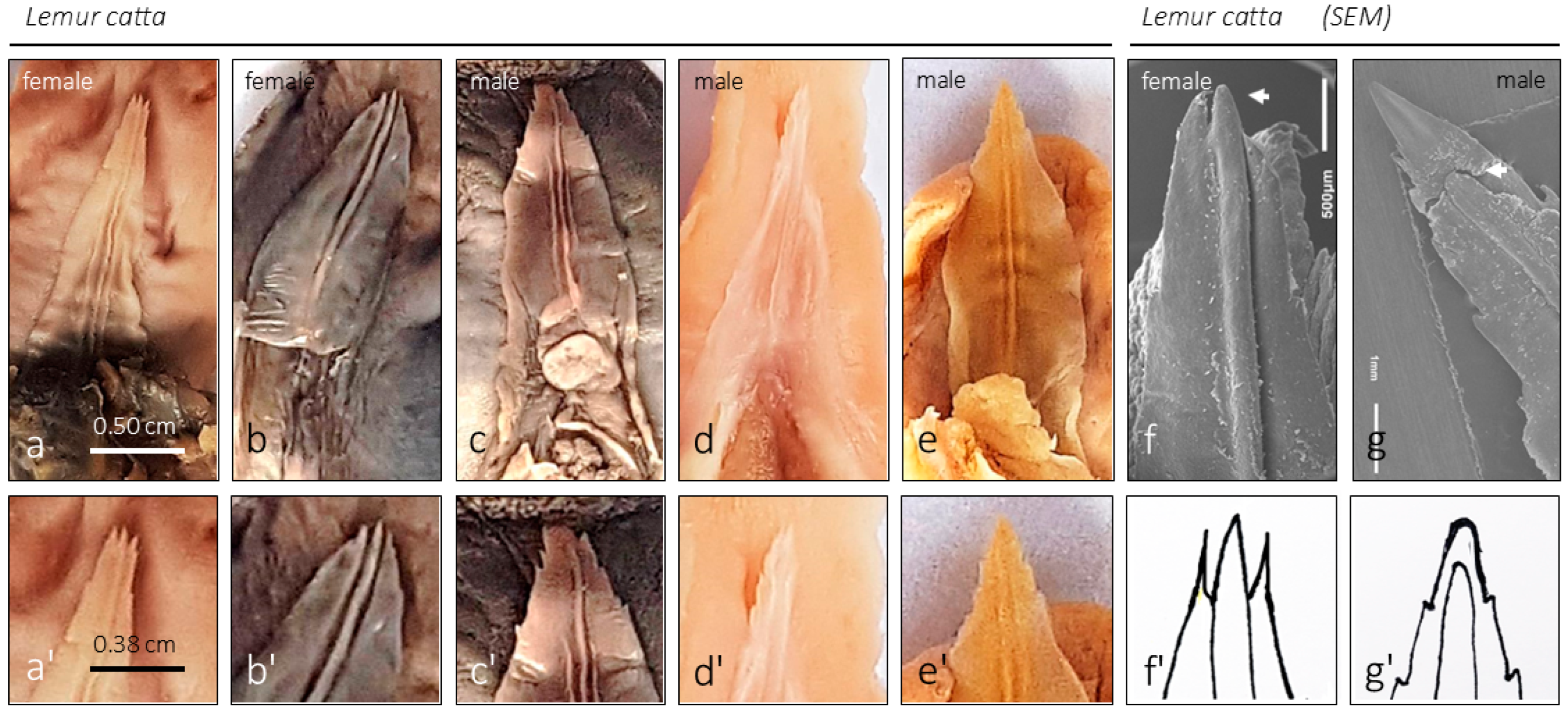 Animals 15 00275 g005