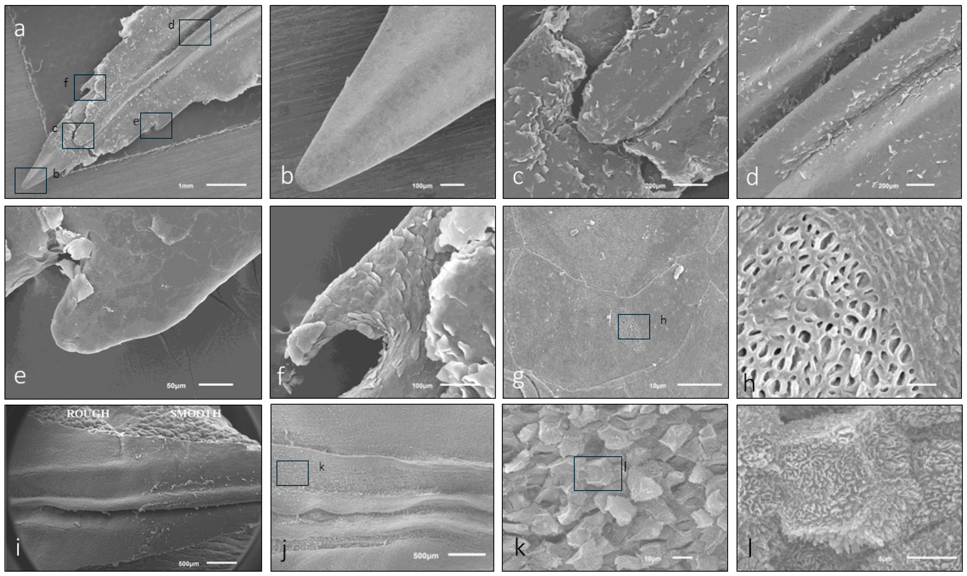 Animals 15 00275 g006