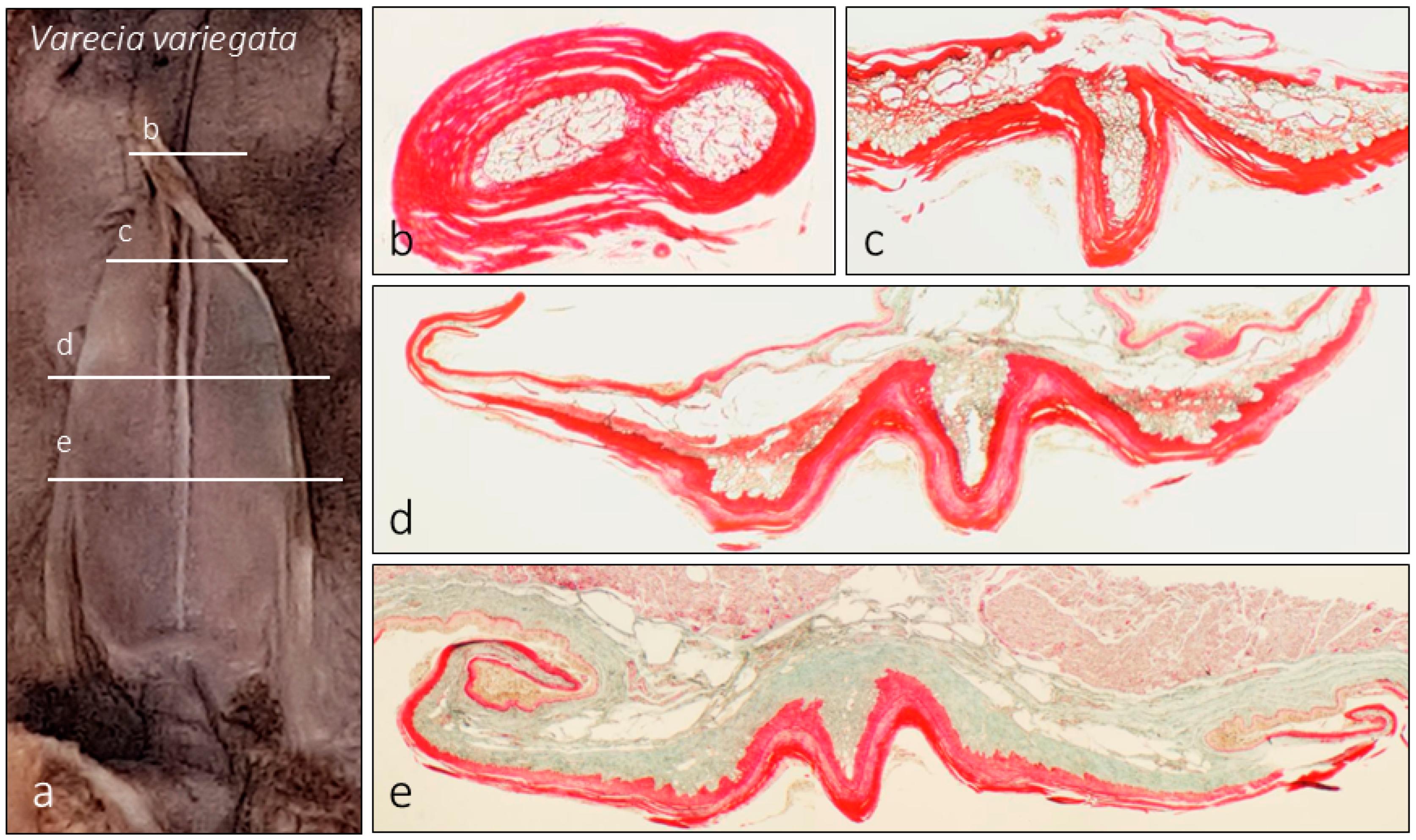 Animals 15 00275 g008
