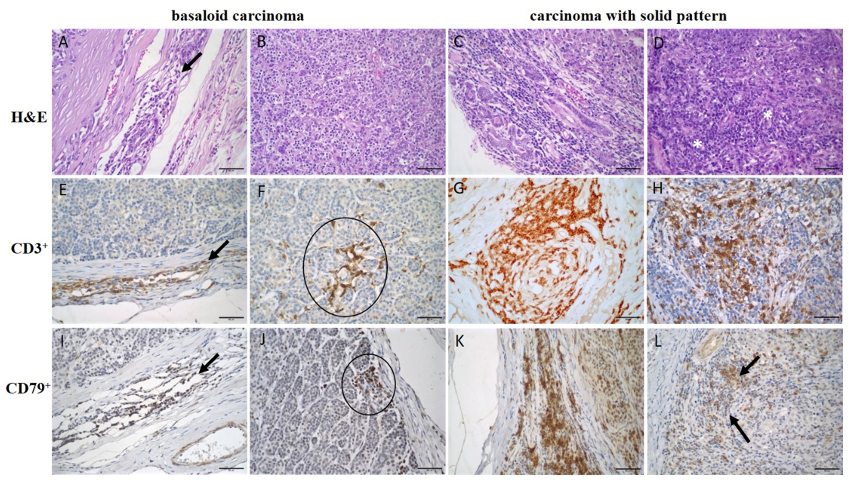 Animals 15 00287 g002