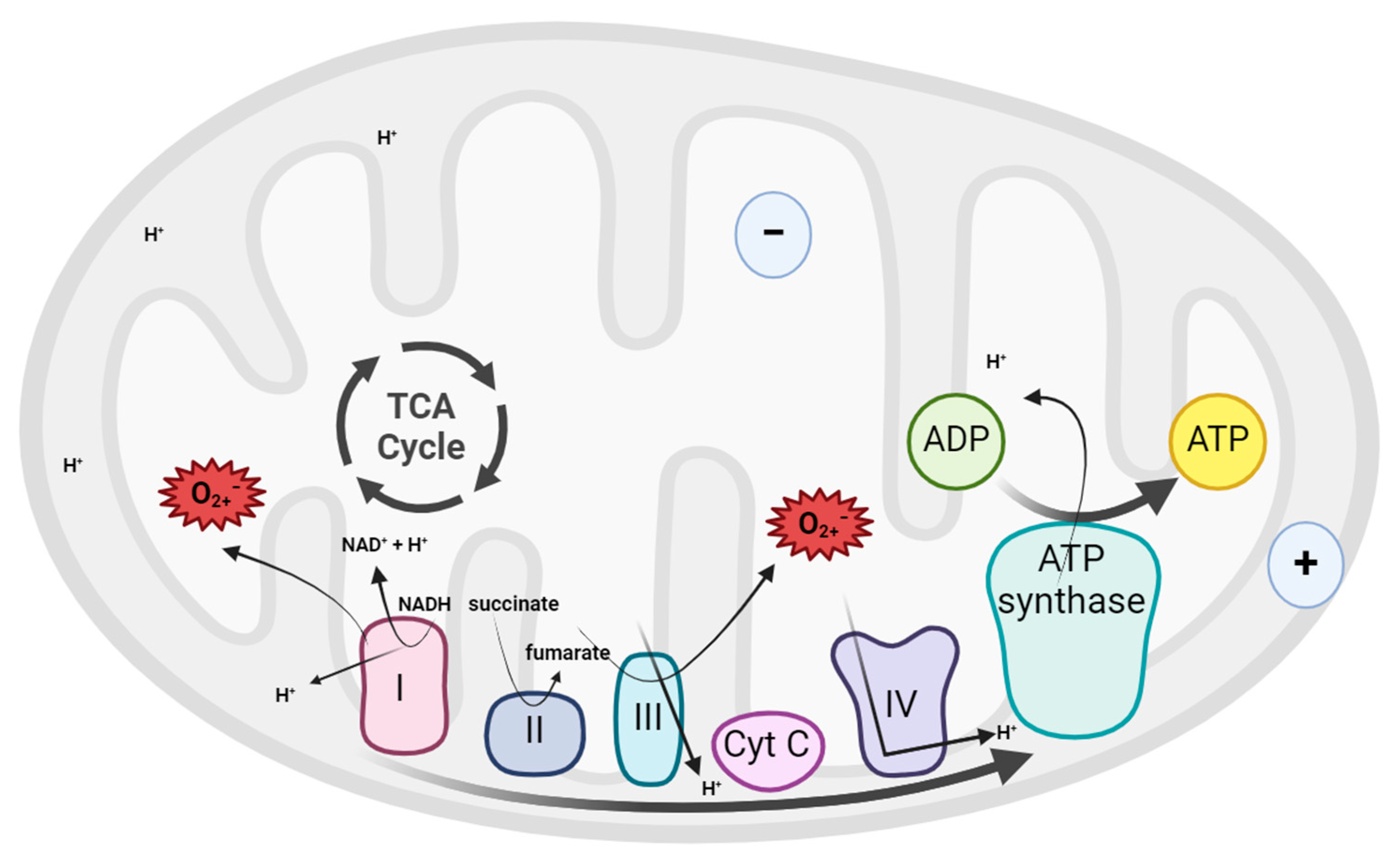 Animals 15 00289 g003