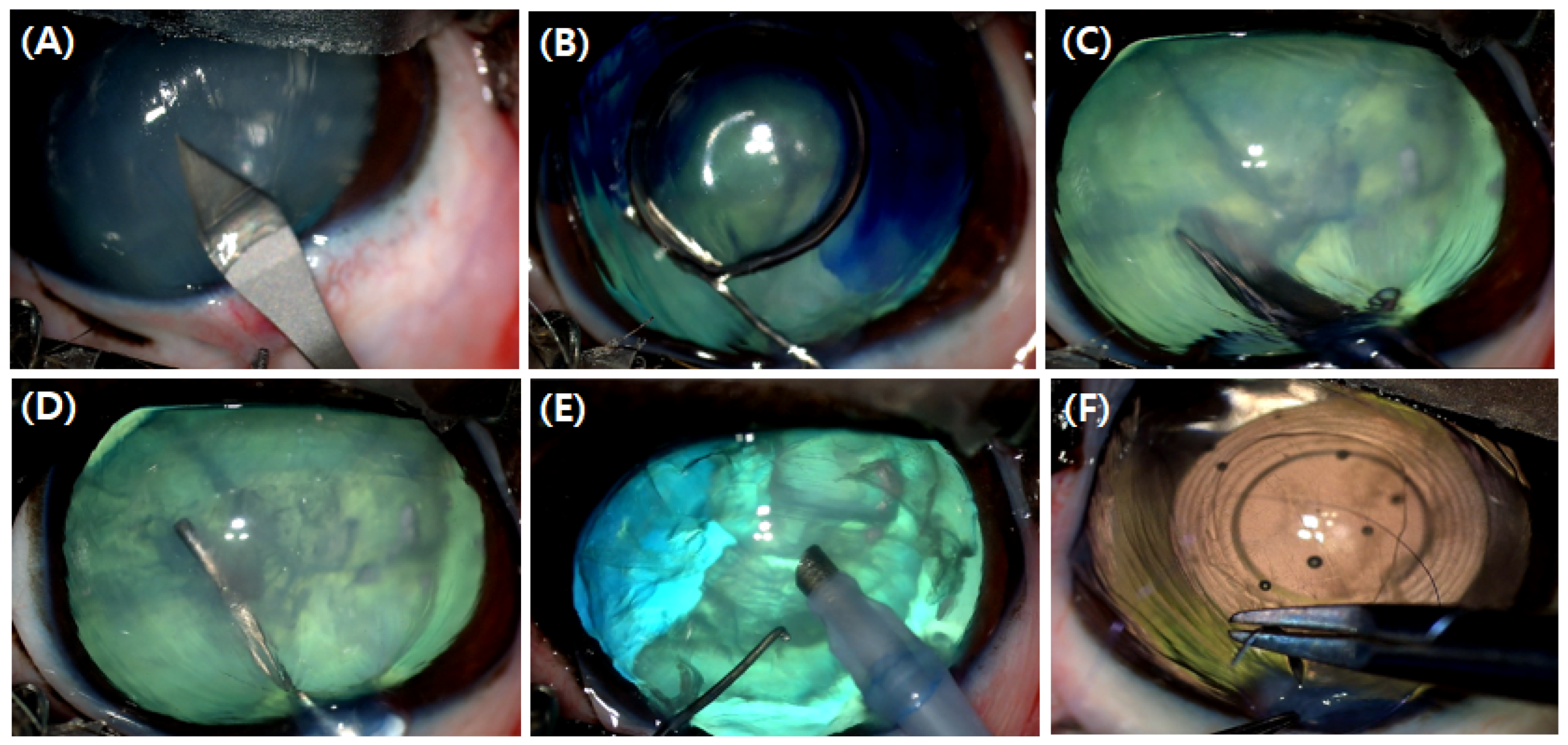 Animals 15 00301 g001