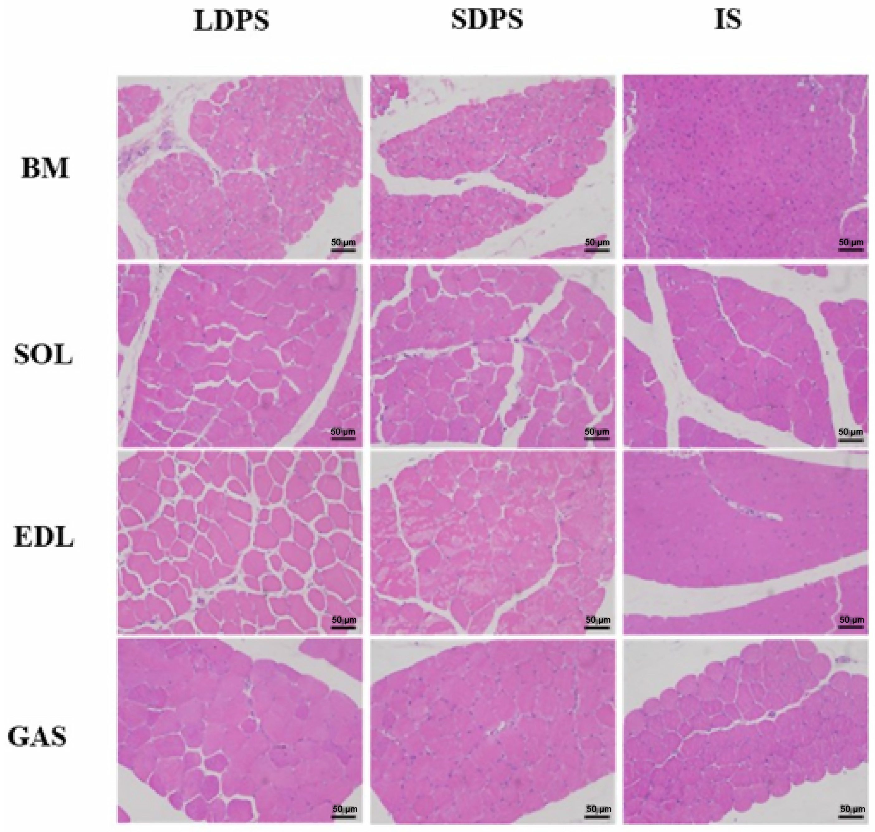 Animals 15 00304 g002