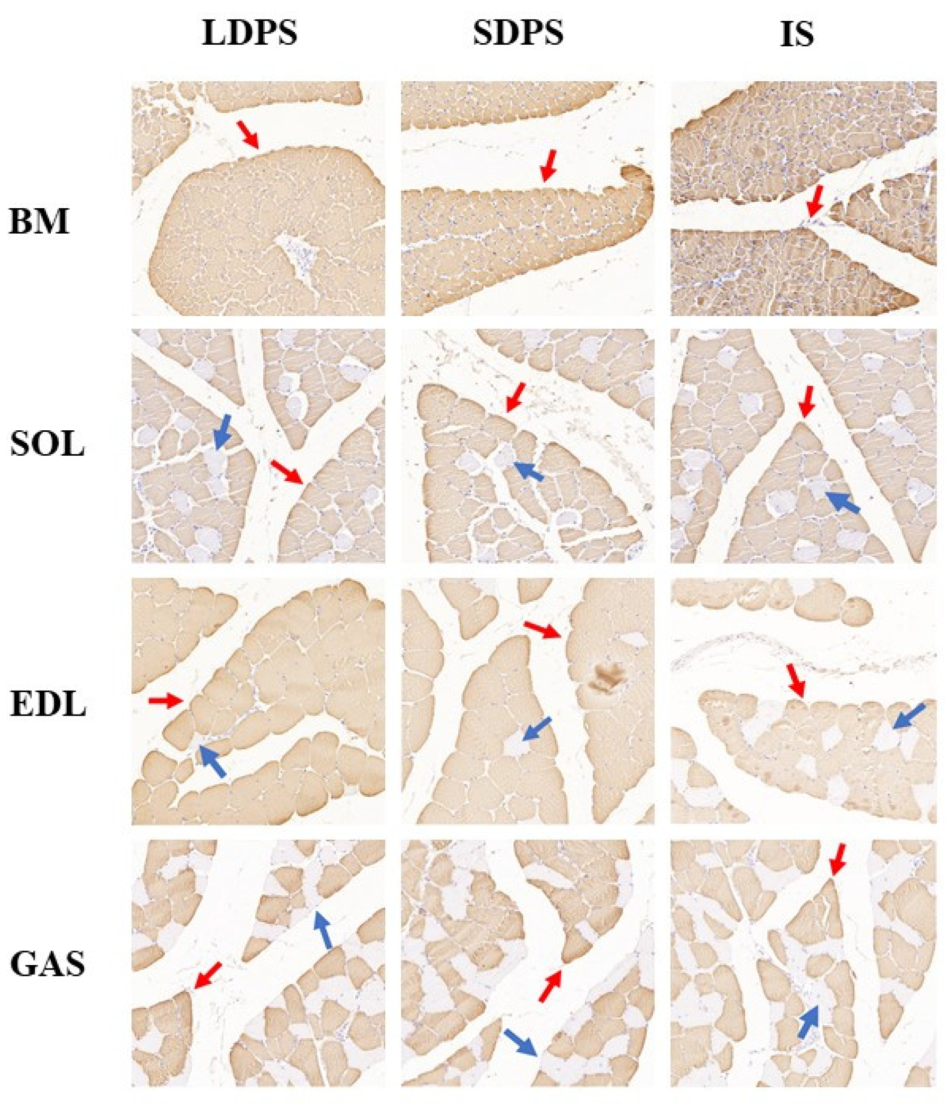 Animals 15 00304 g004