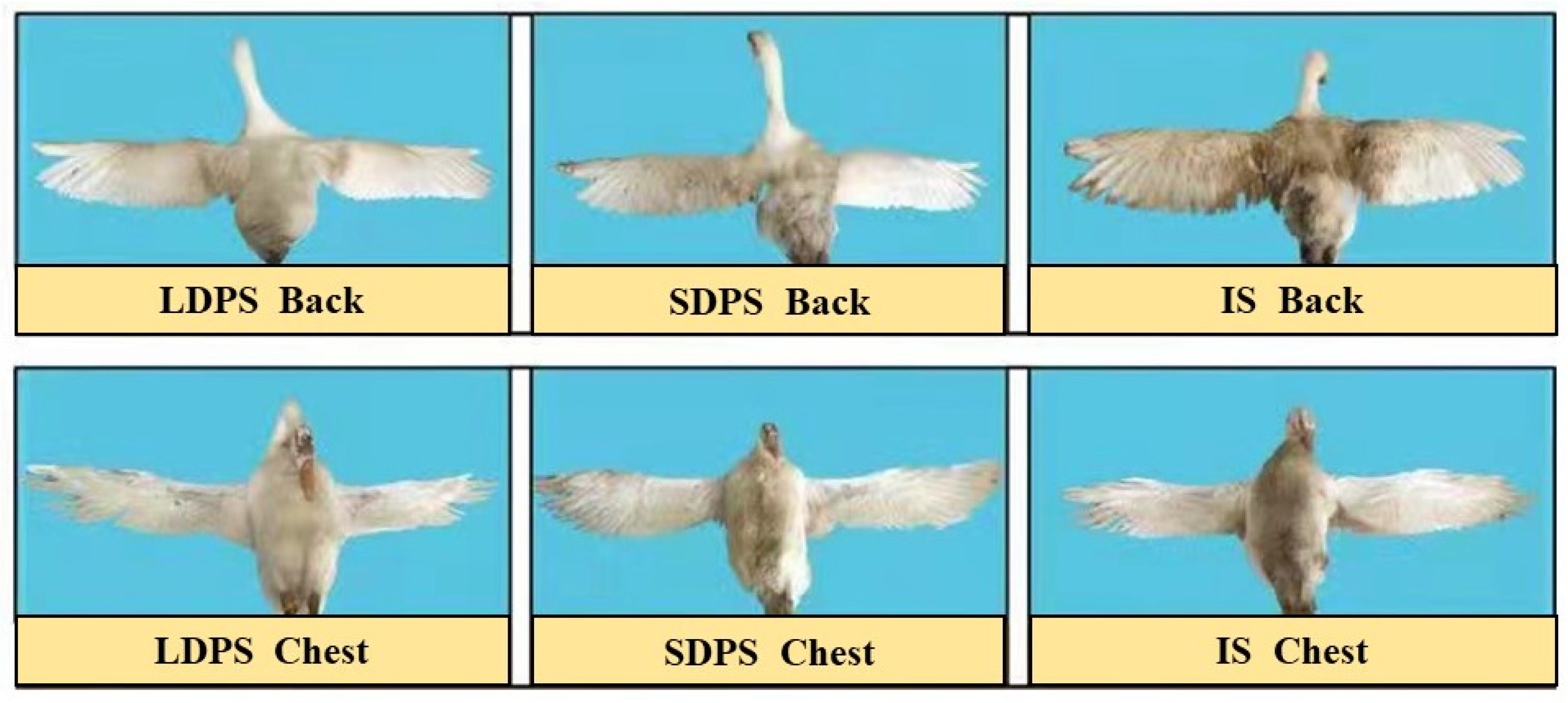 Animals 15 00304 g005