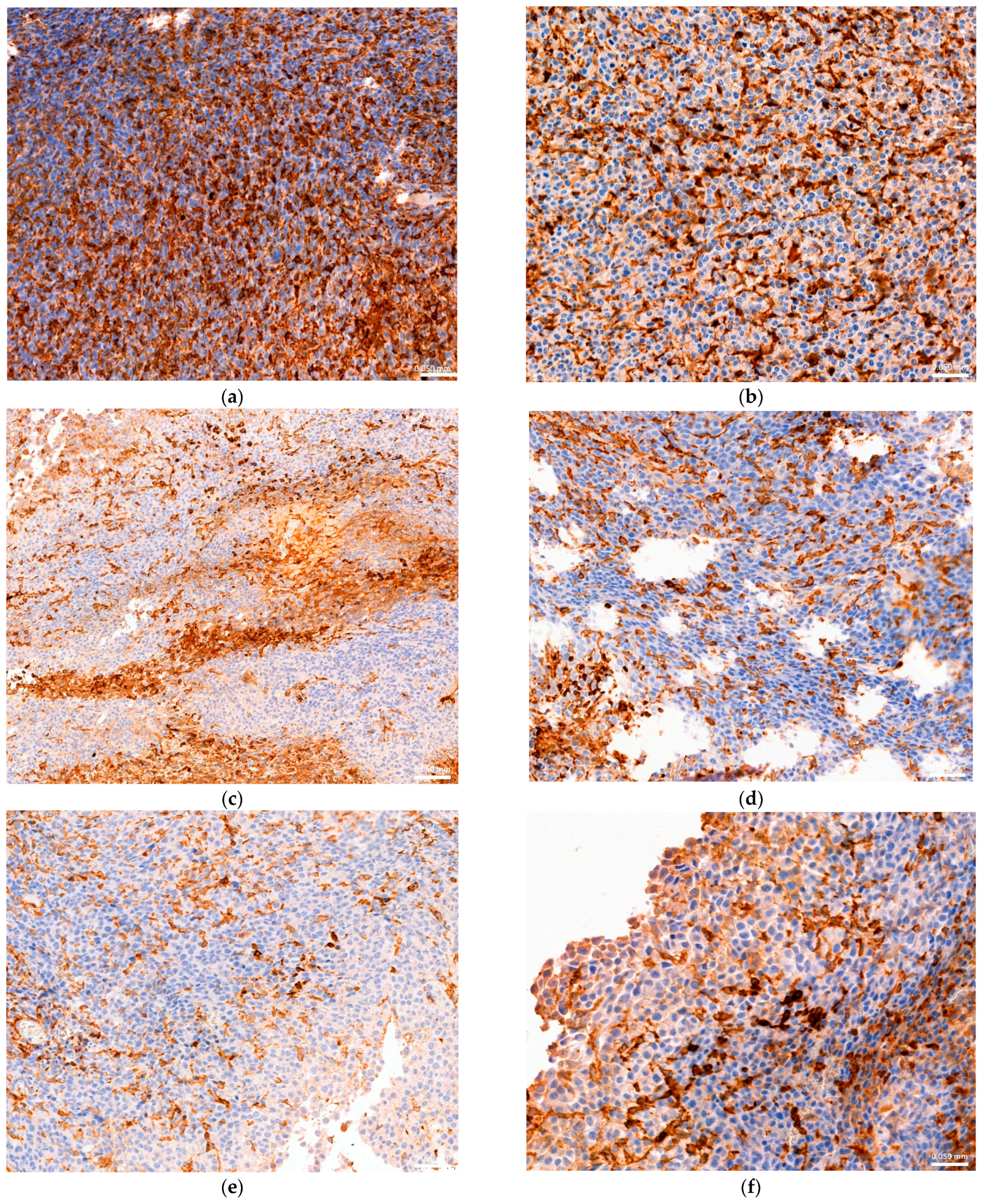 Animals 15 00315 g014