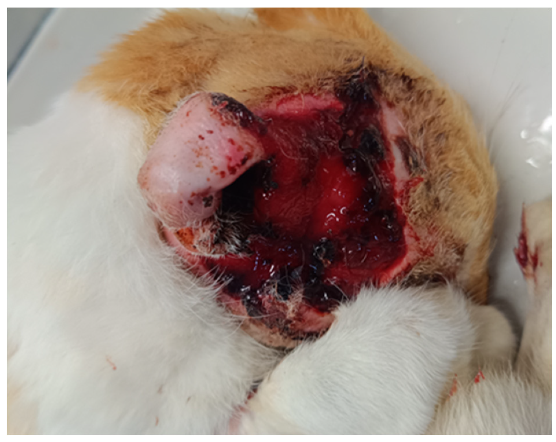 Animals 15 00316 g002