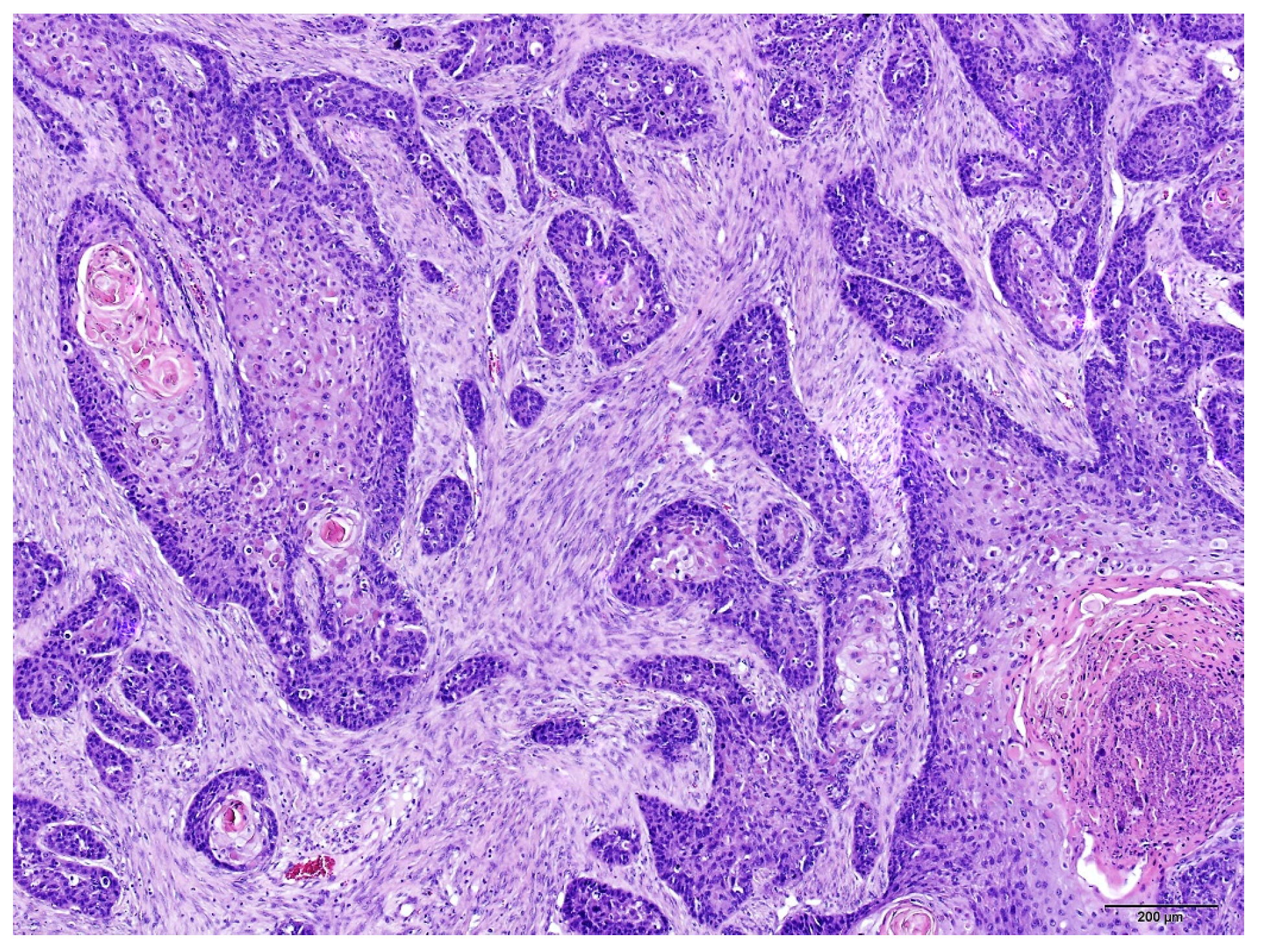 Animals 15 00316 g003