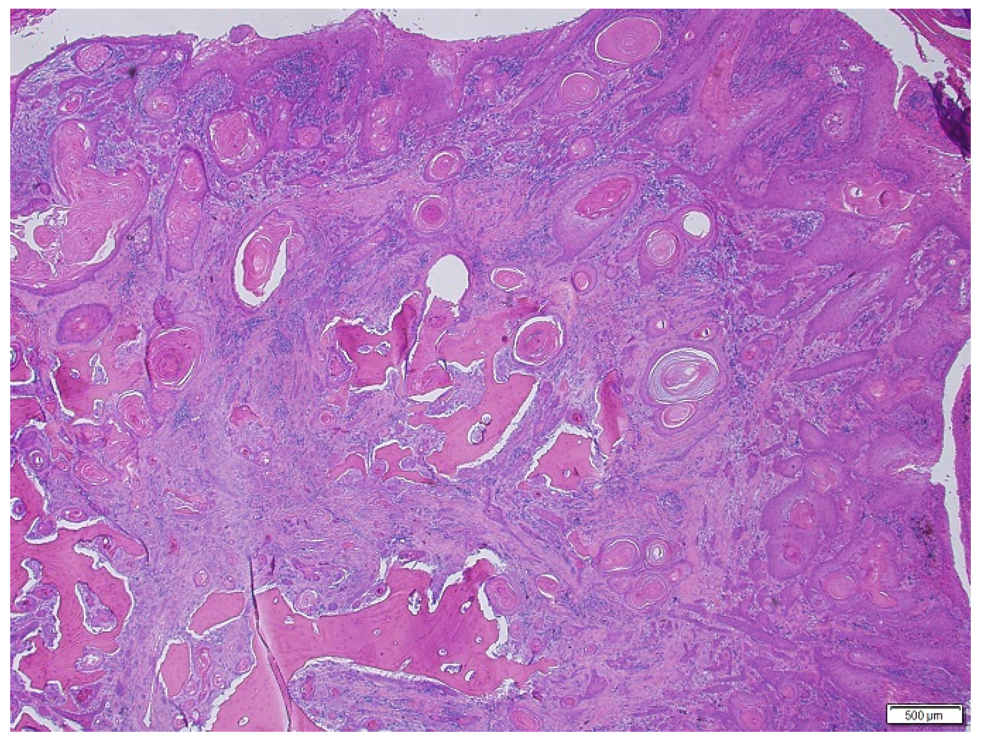 Animals 15 00316 g004