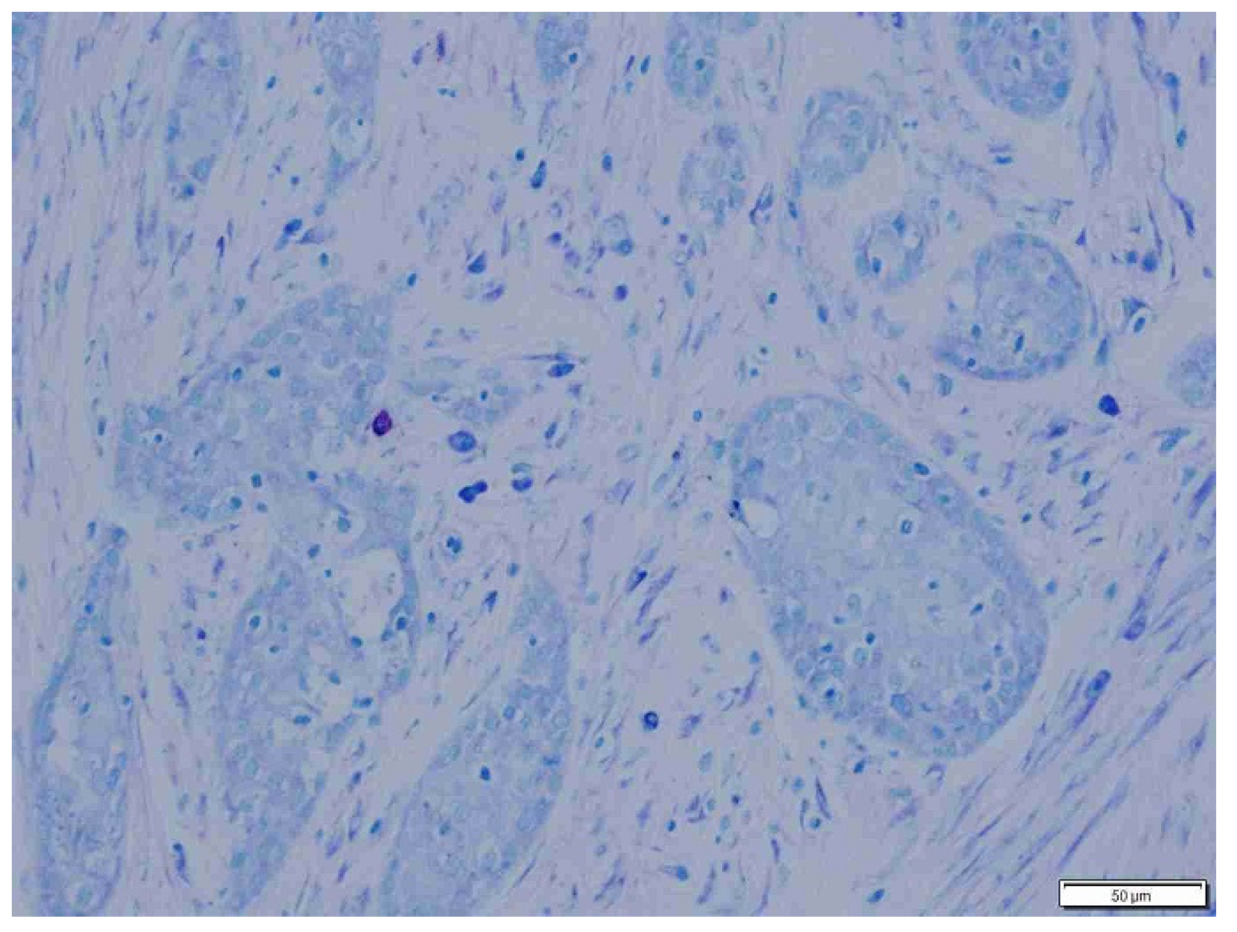 Animals 15 00316 g005