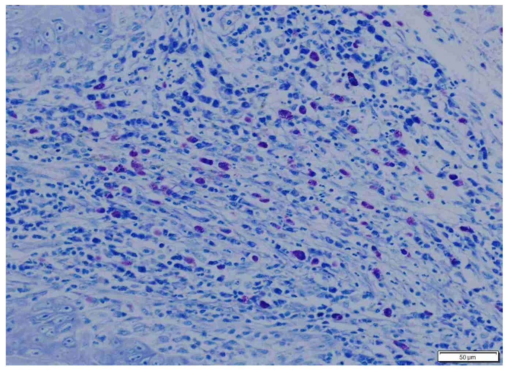 Animals 15 00316 g006