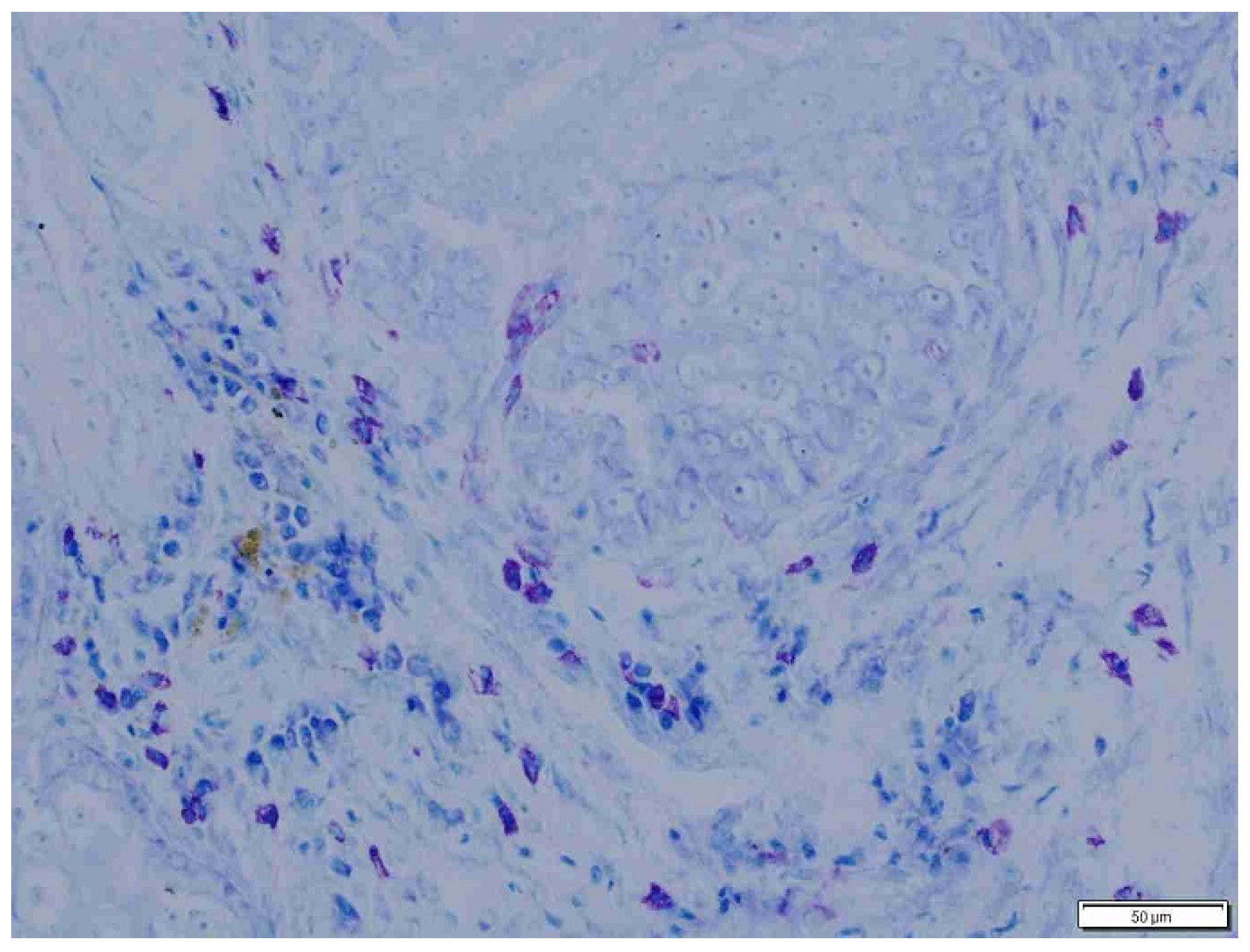 Animals 15 00316 g007