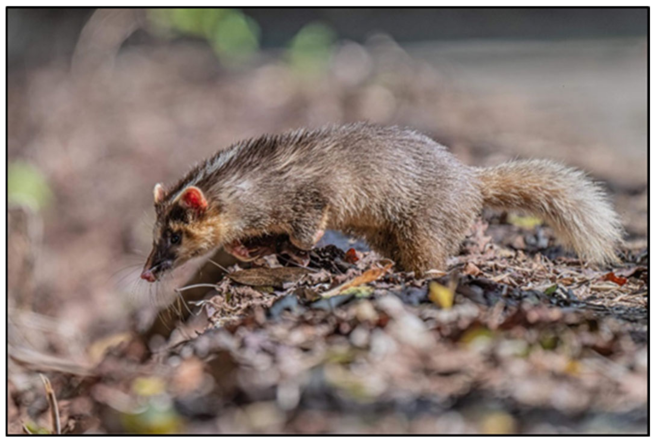 Animals 15 00319 g001