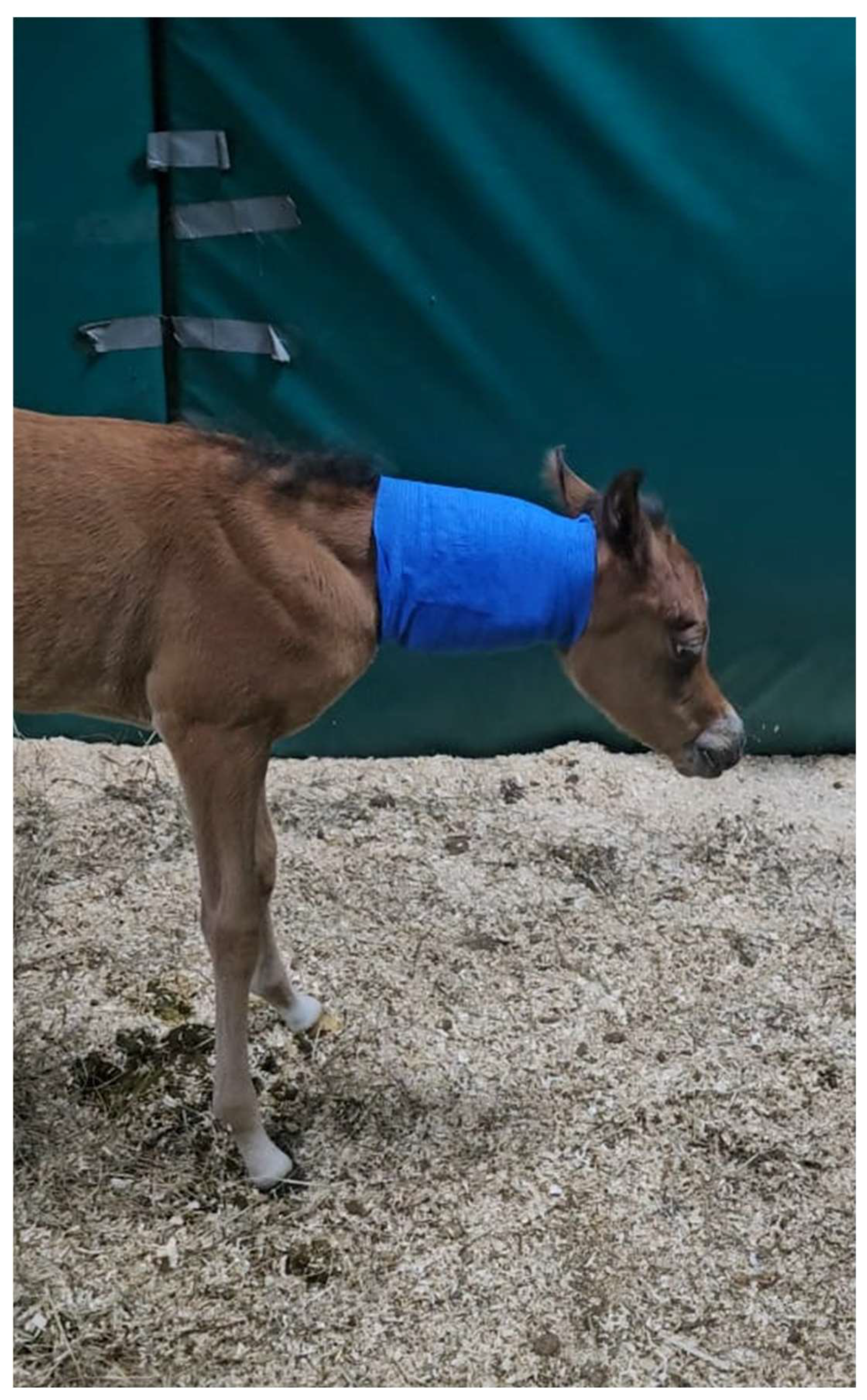 Animals 15 00325 g004