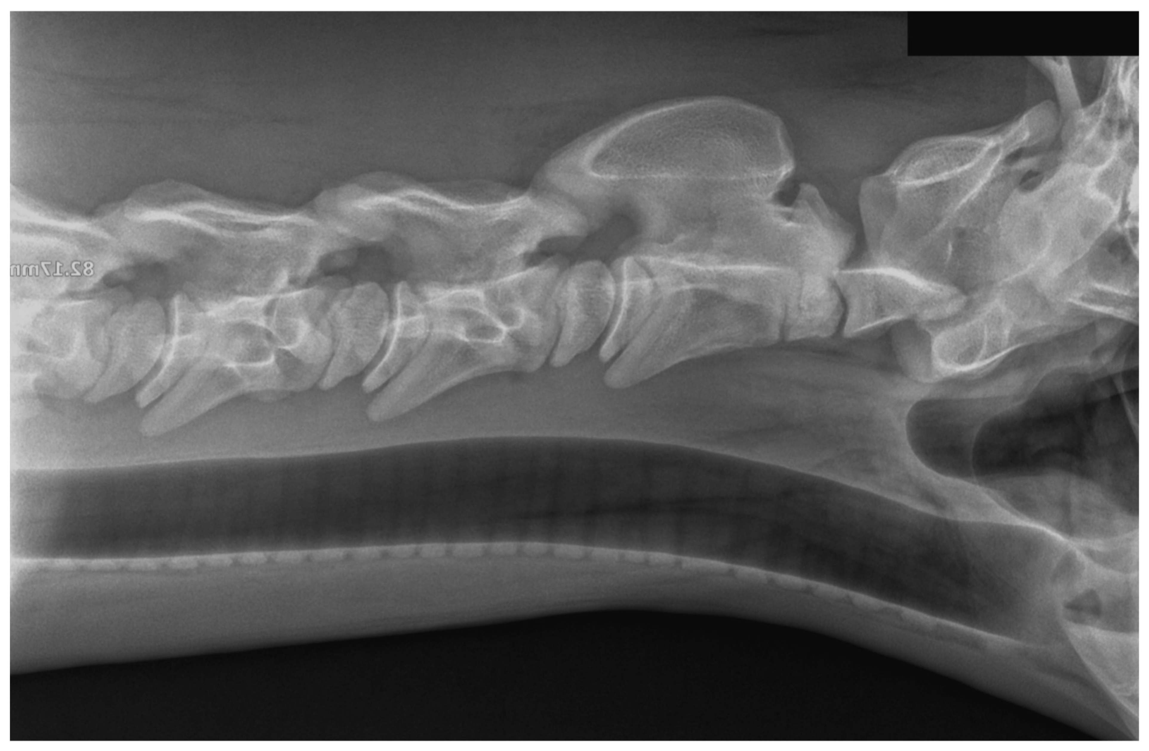 Animals 15 00325 g005