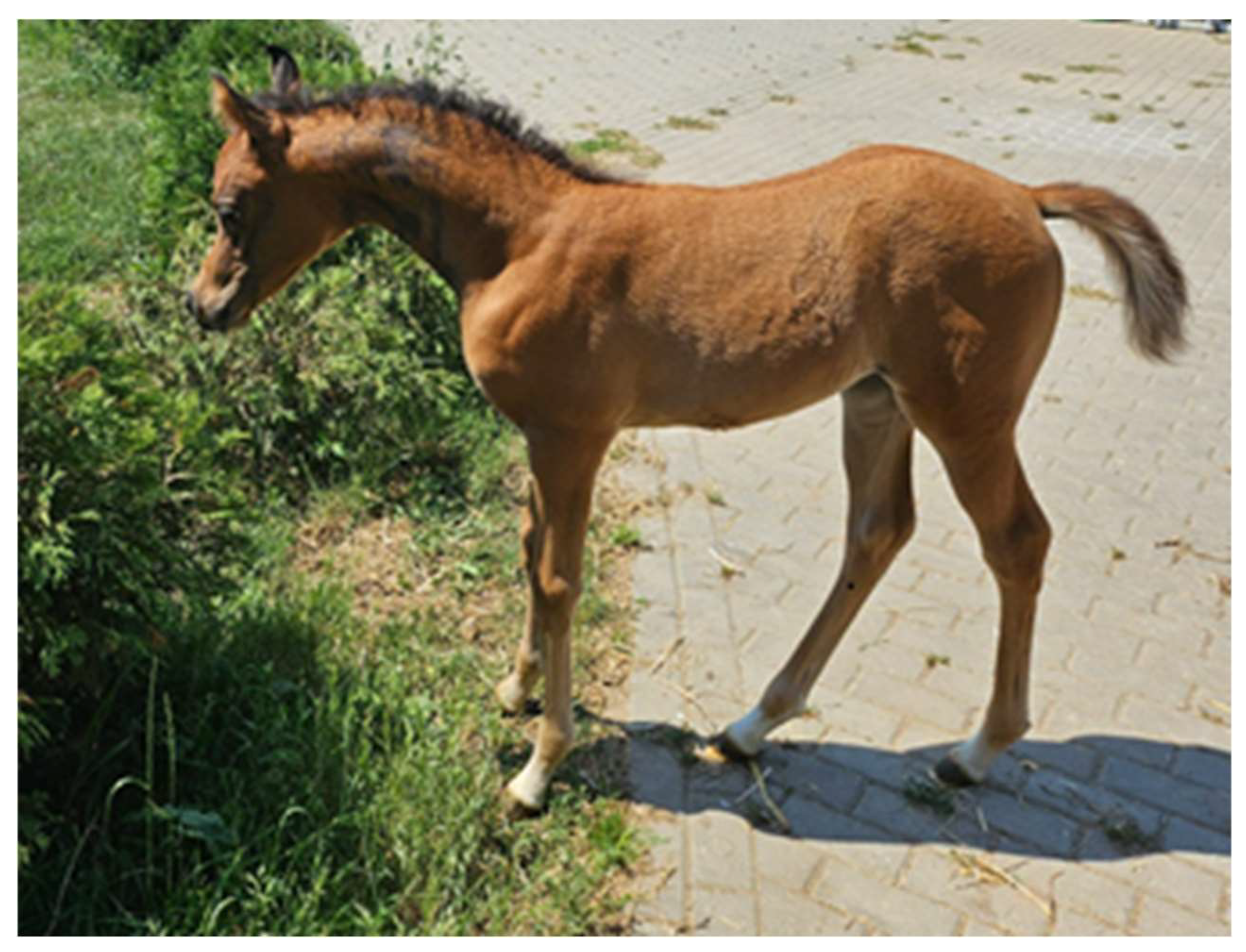 Animals 15 00325 g006