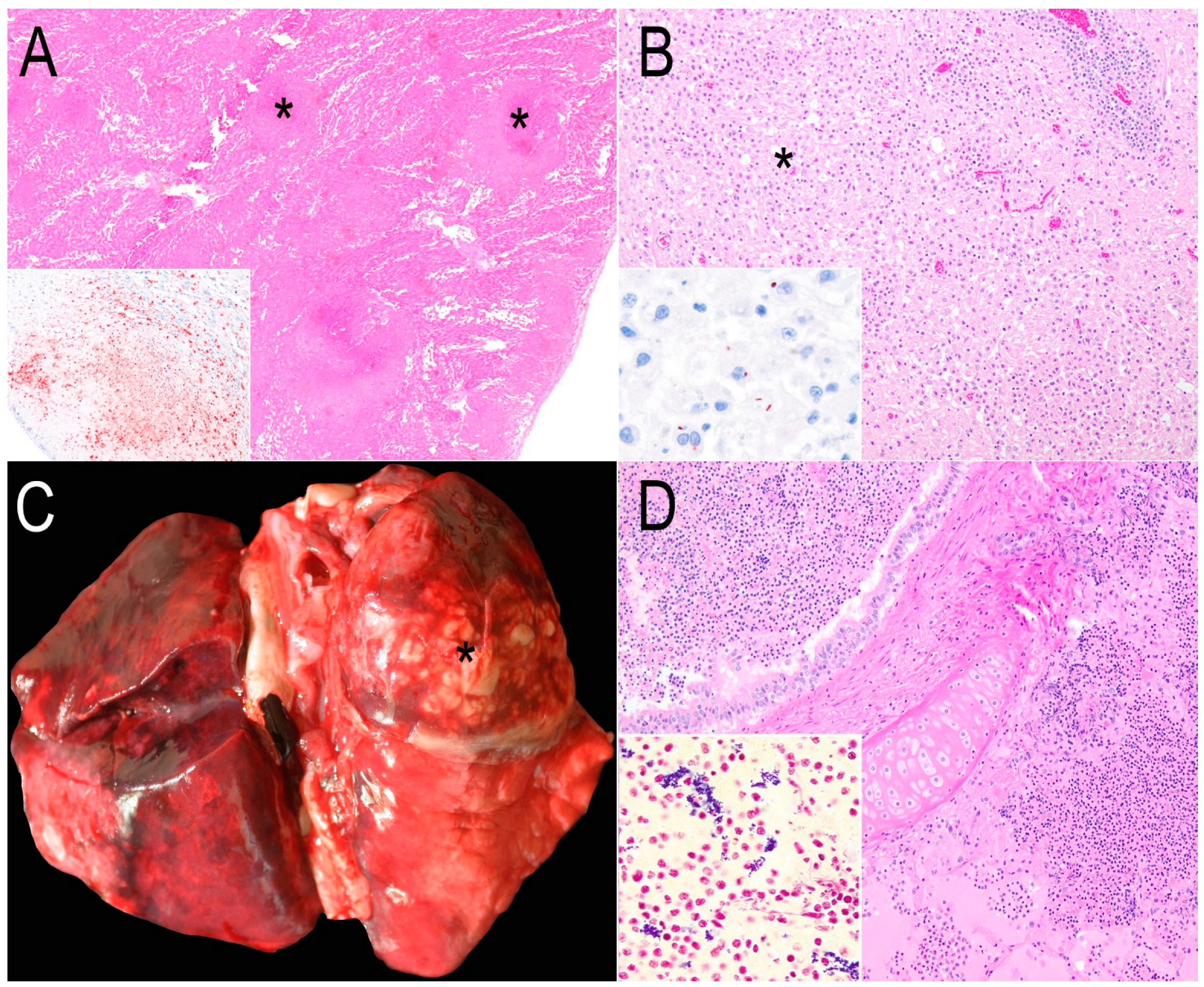 Animals 15 00338 g003