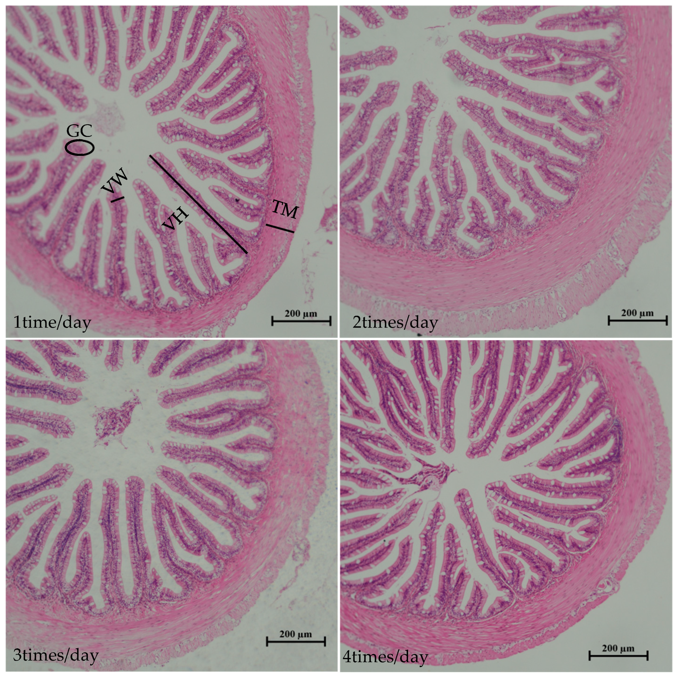 Animals 15 00346 g002