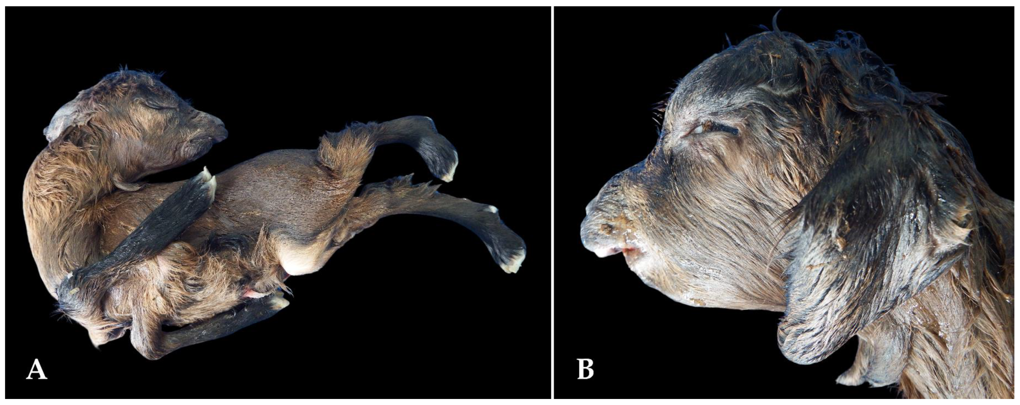 Animals 15 00356 g004