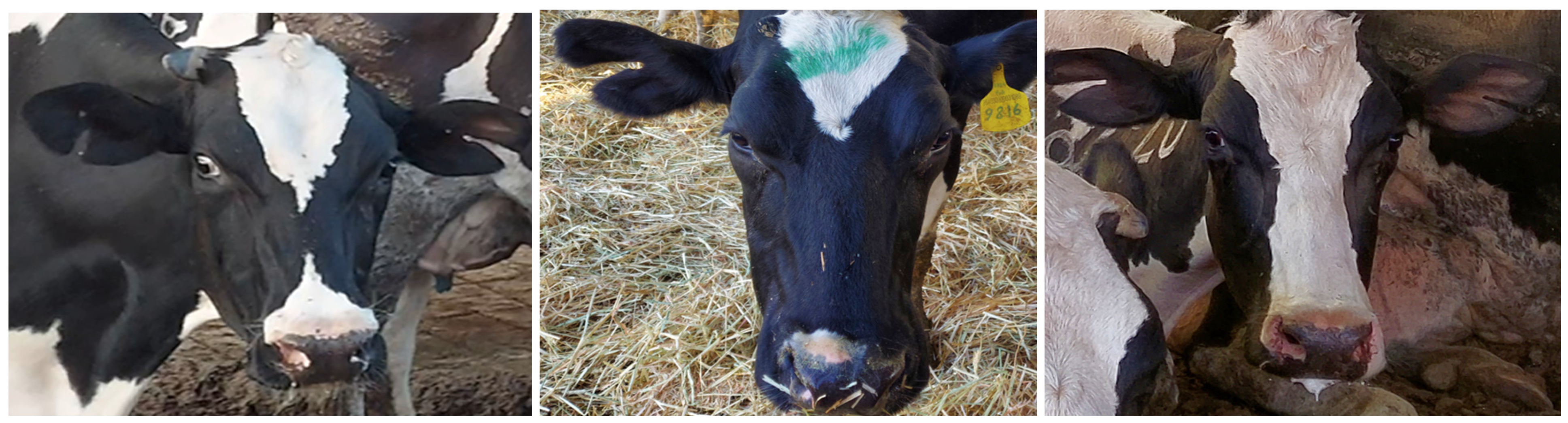 Animals 15 00359 g002