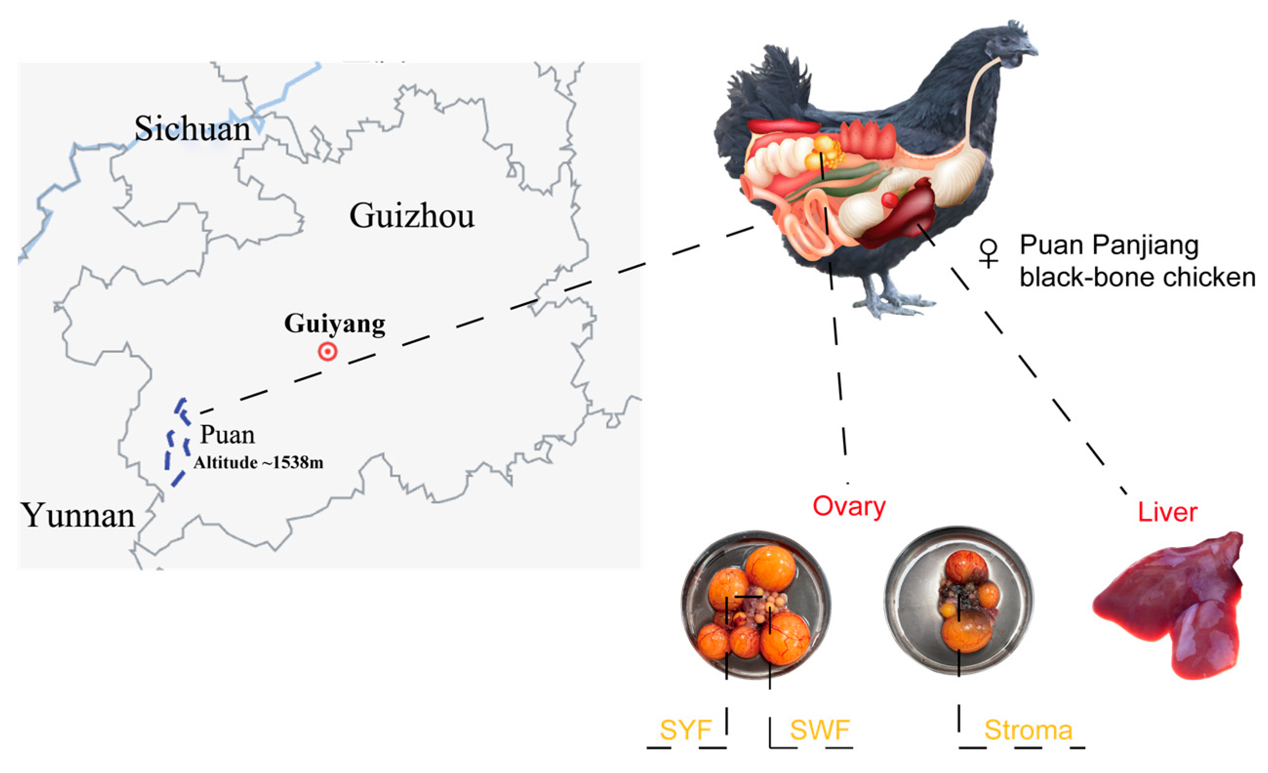 Animals 15 00363 g001 Animals 15 00363 g001