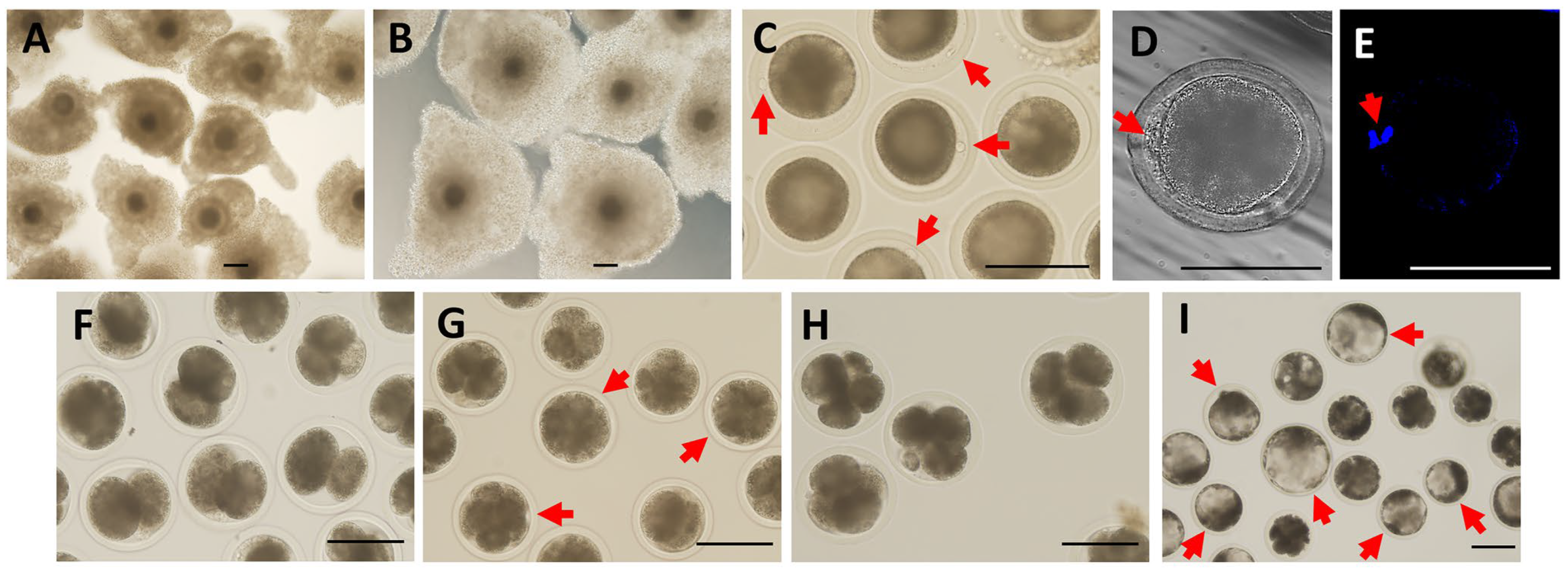 Animals 15 00365 g001