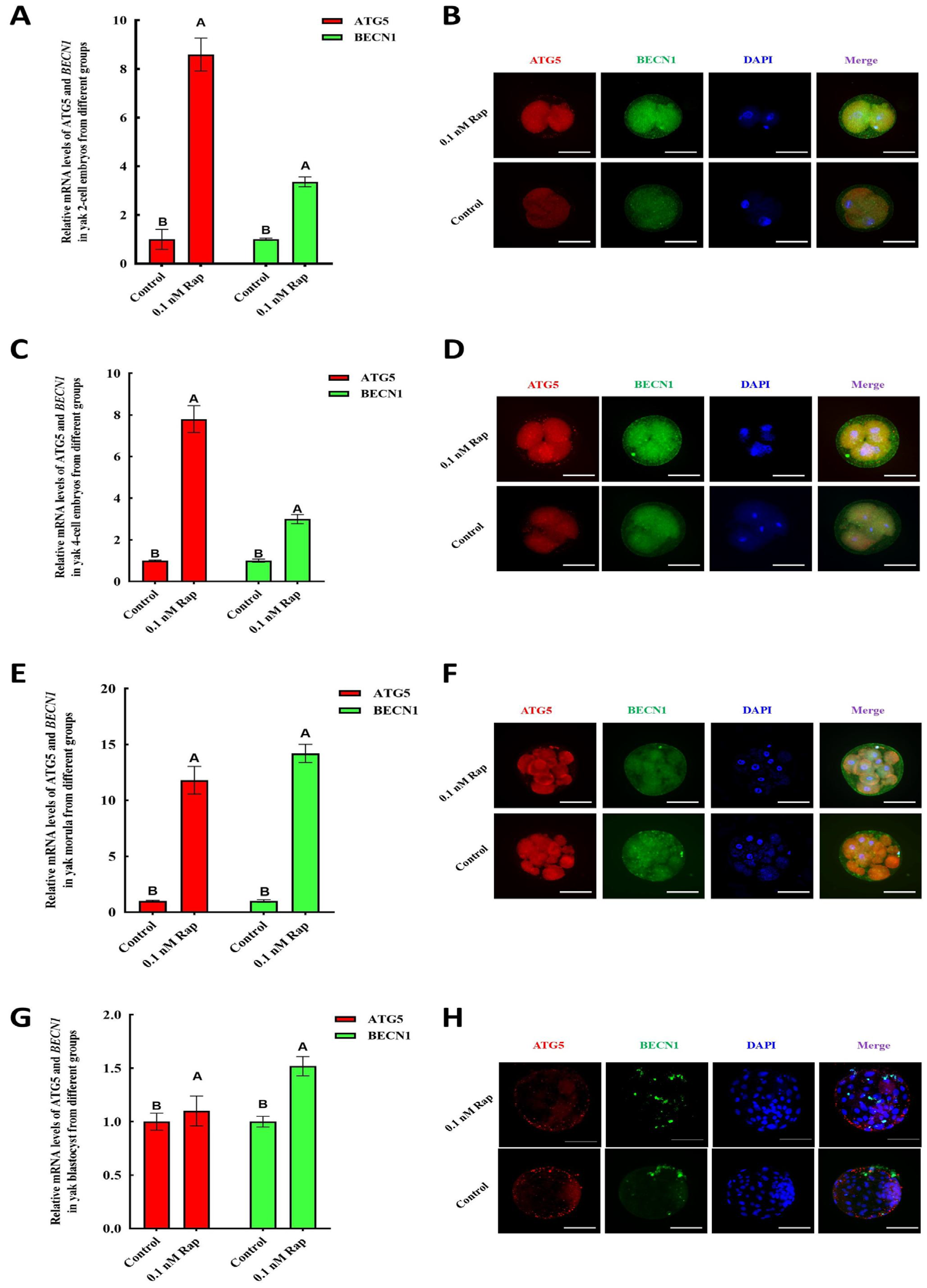 Animals 15 00365 g005