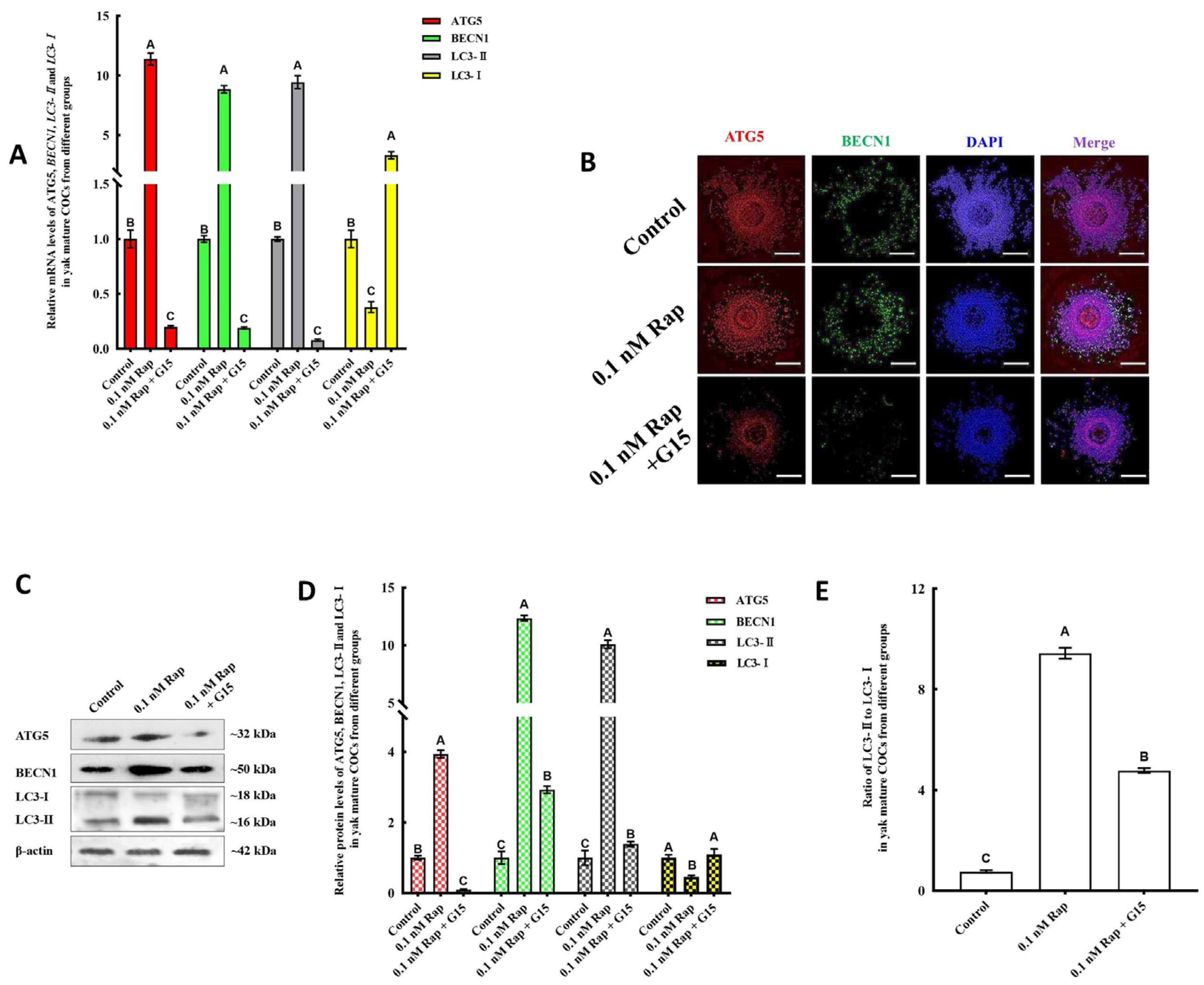 Animals 15 00365 g007