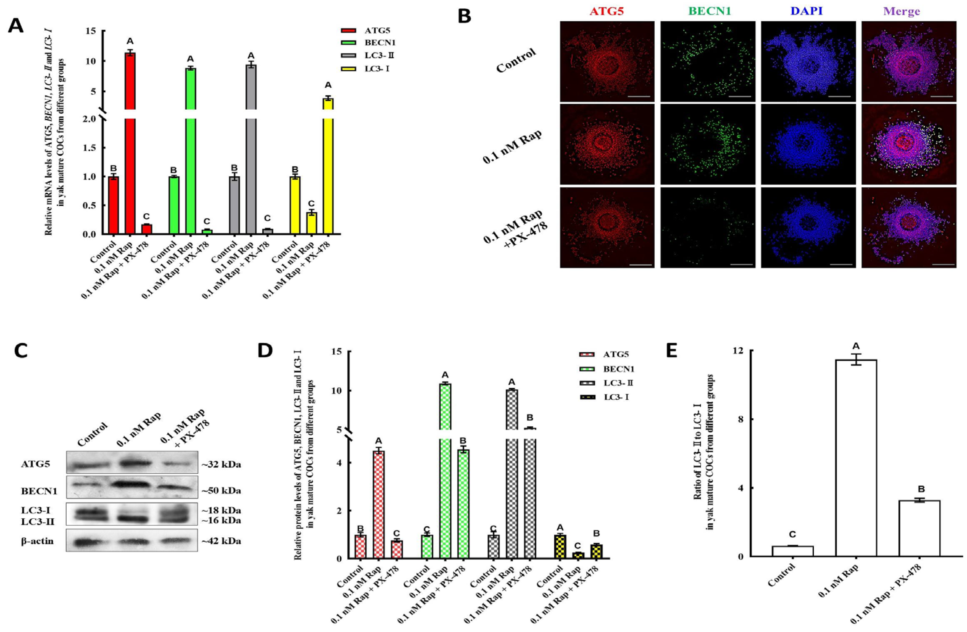 Animals 15 00365 g009