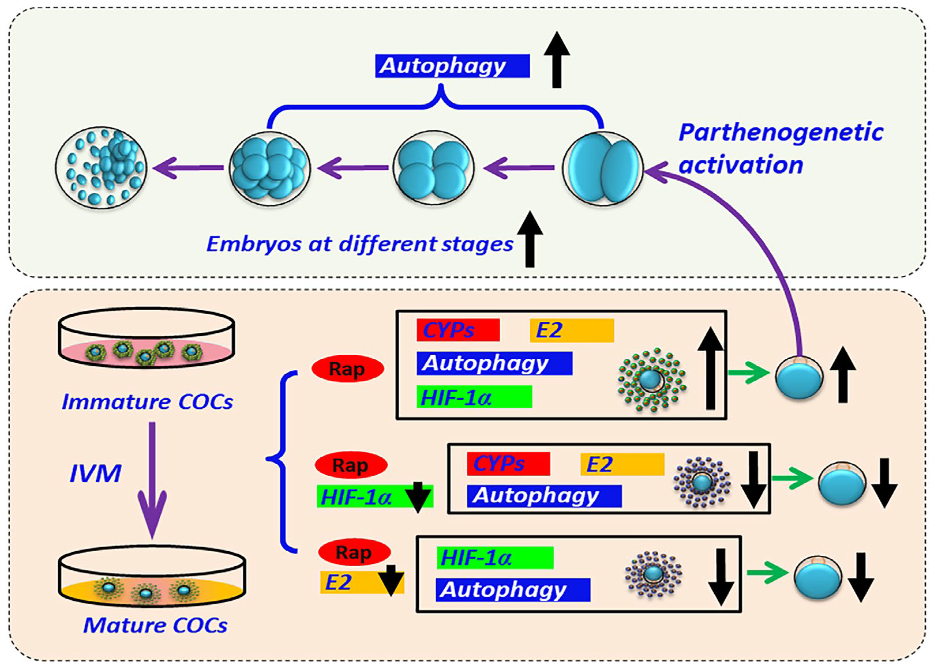 Animals 15 00365 g010