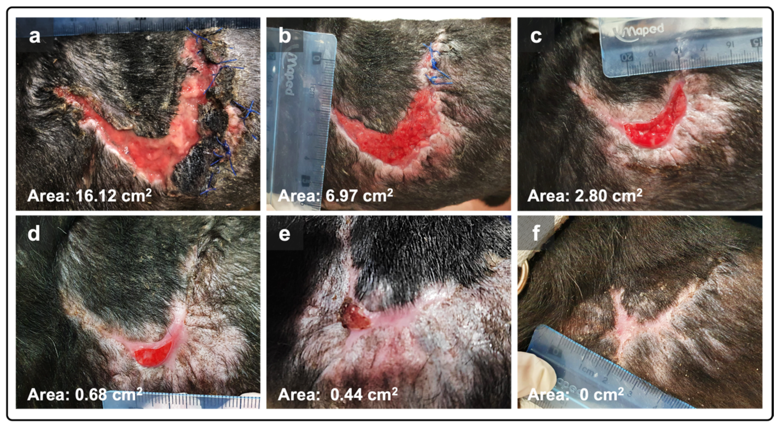 Animals 15 00367 g001