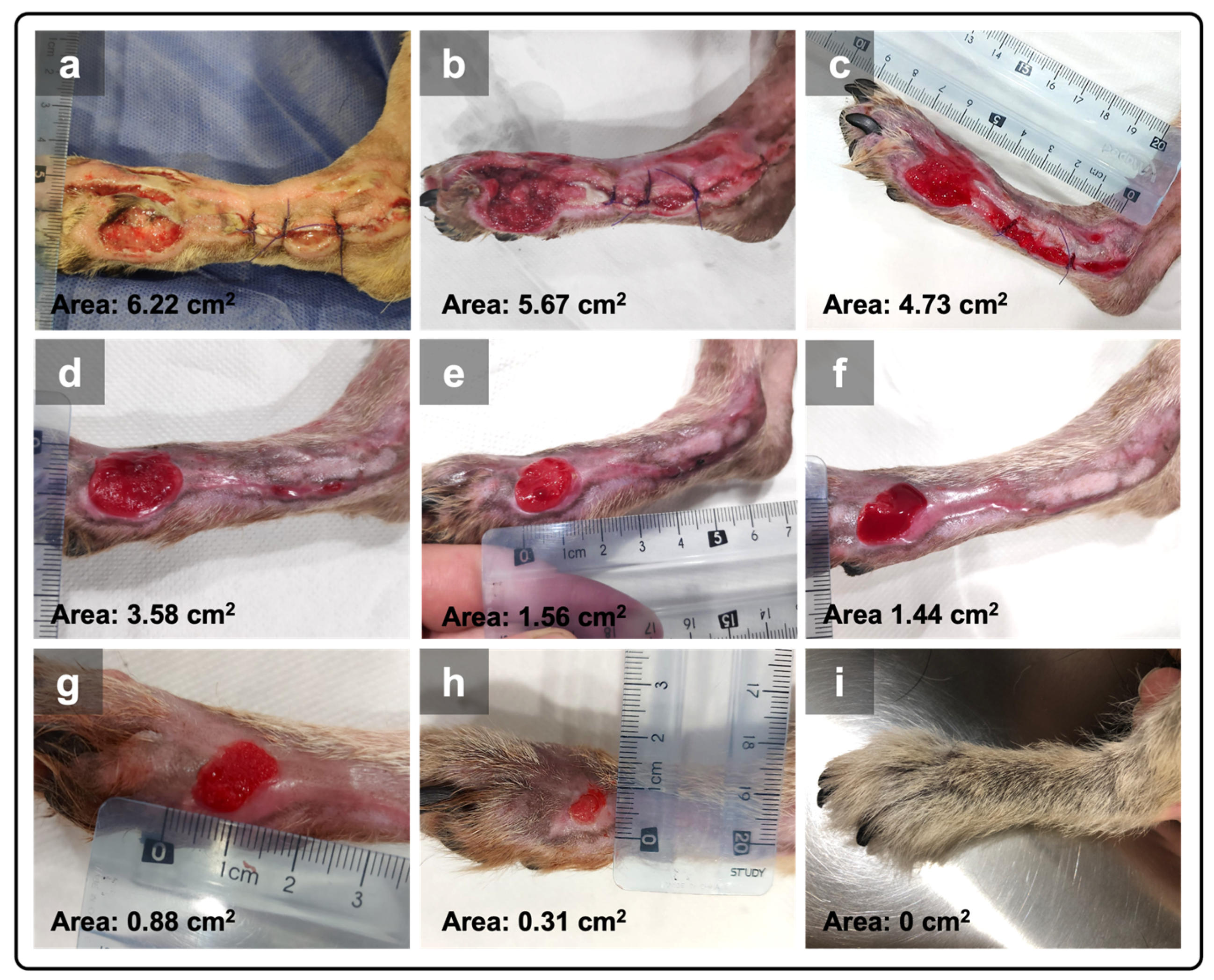 Animals 15 00367 g002