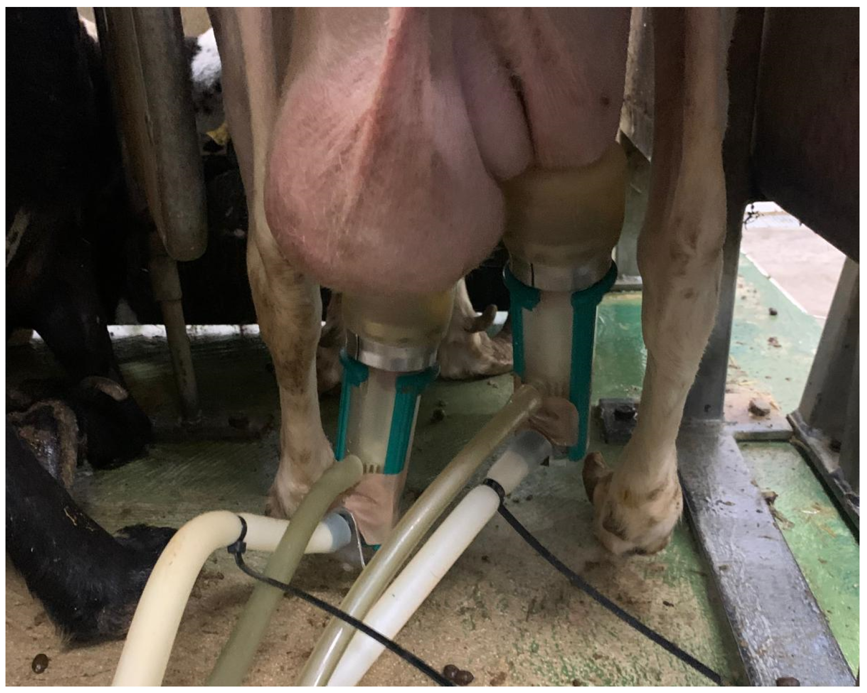 Animals 15 00371 g001