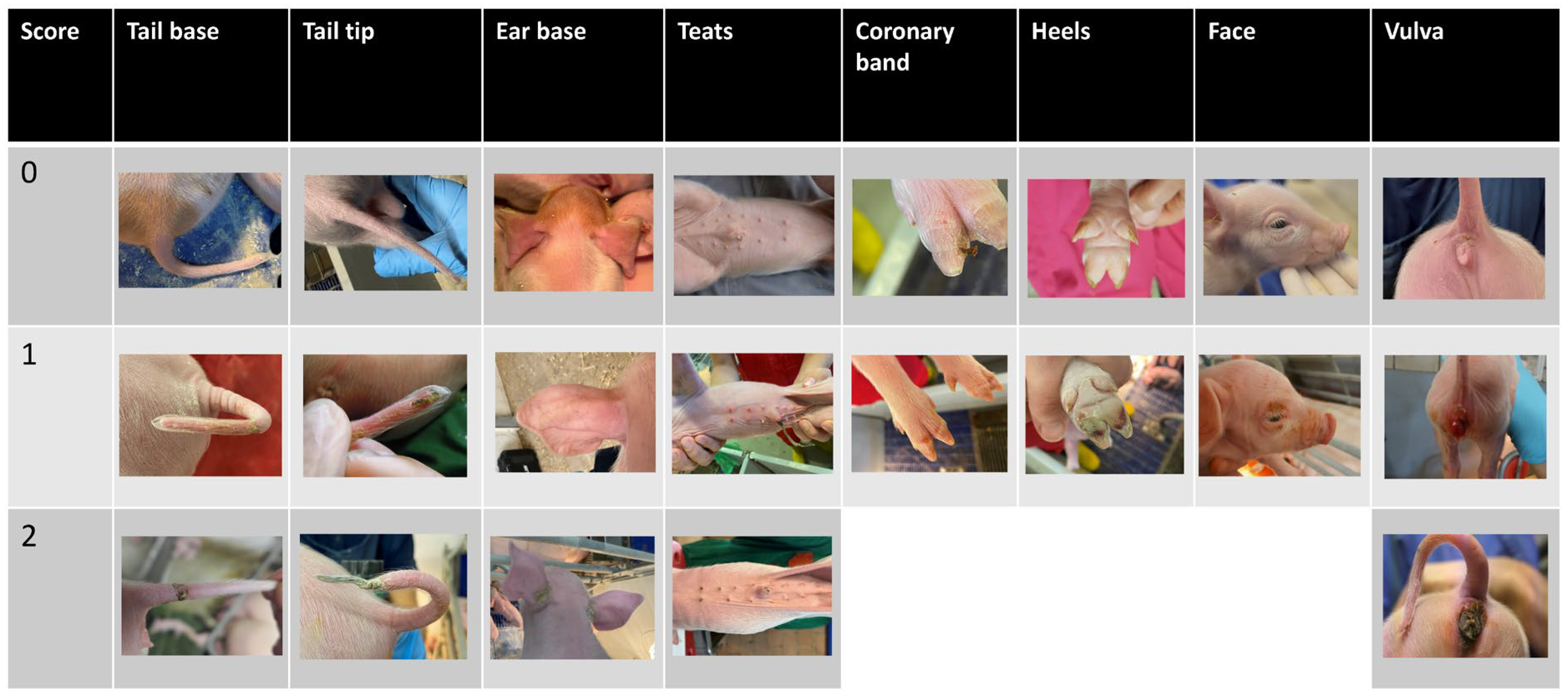 Animals 15 00378 g001