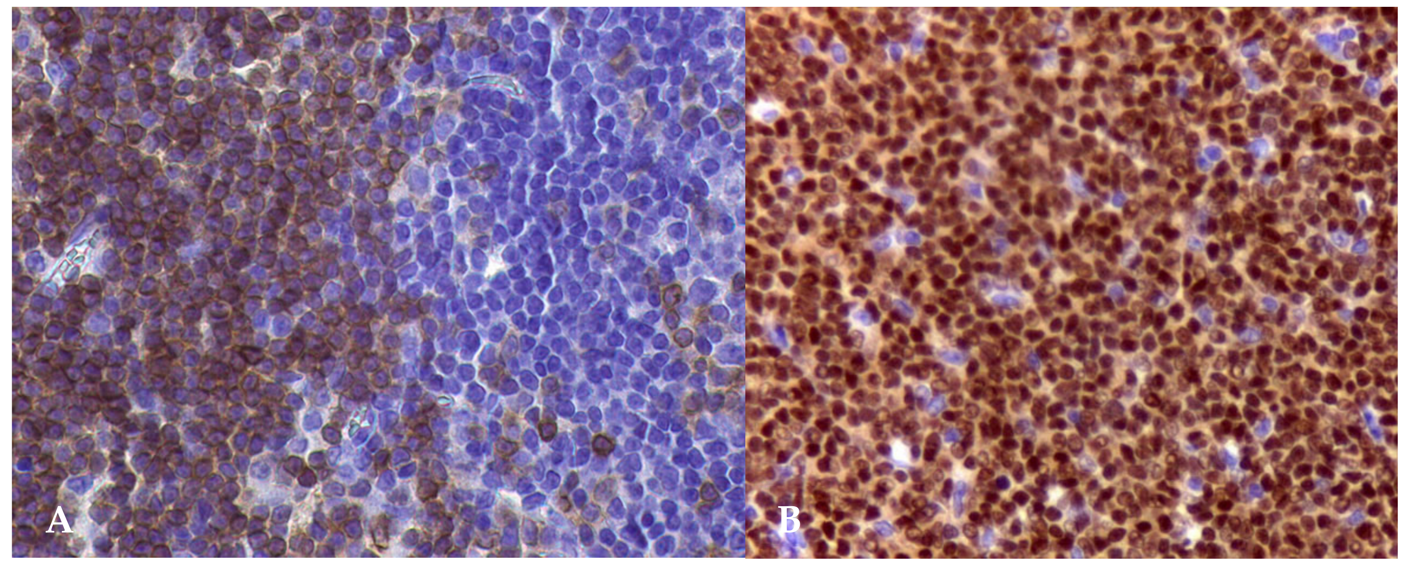 Animals 15 00391 g005