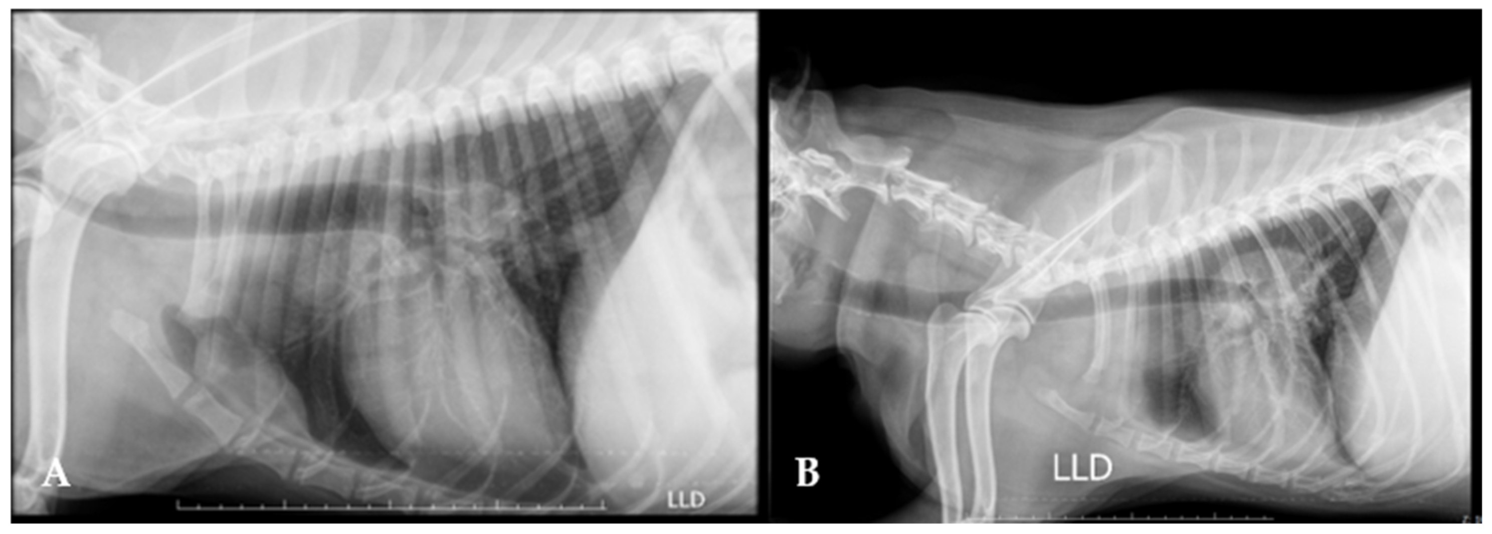 Animals 15 00391 g006