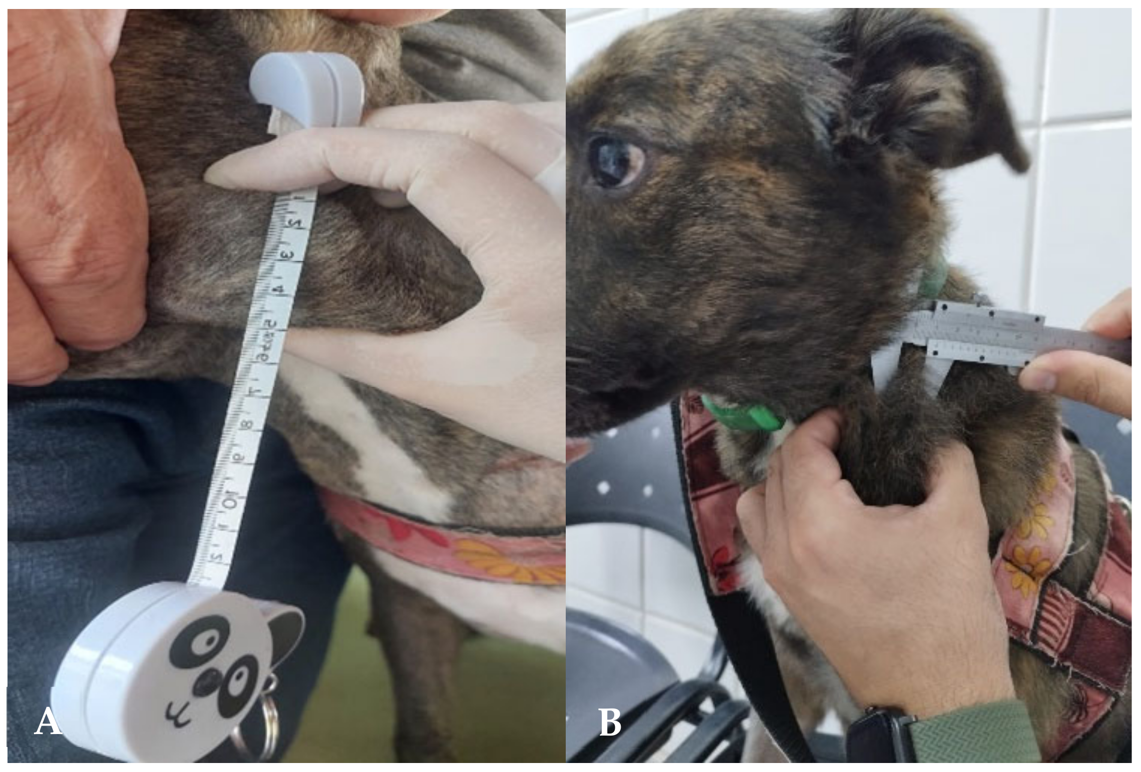 Animals 15 00391 g007