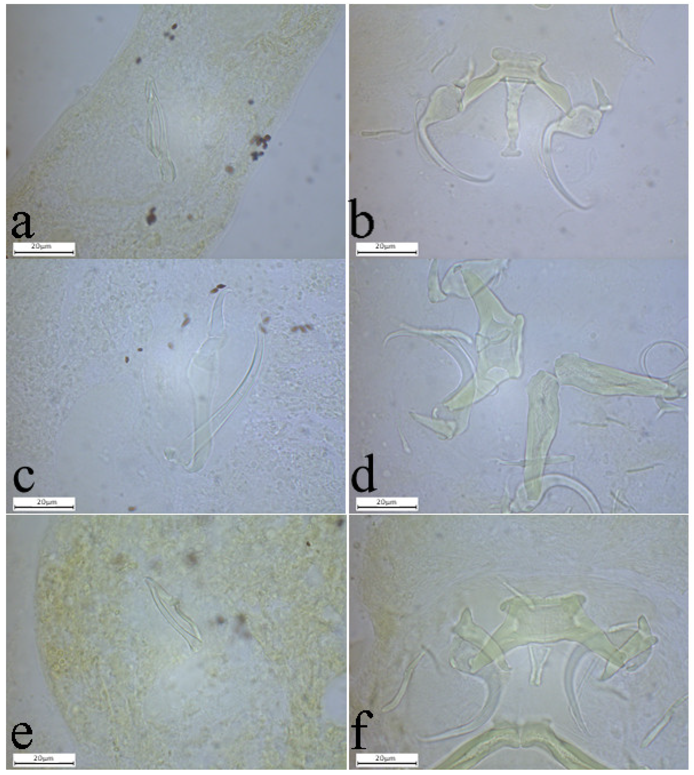 Animals 15 00395 g003 Animals 15 00395 g003