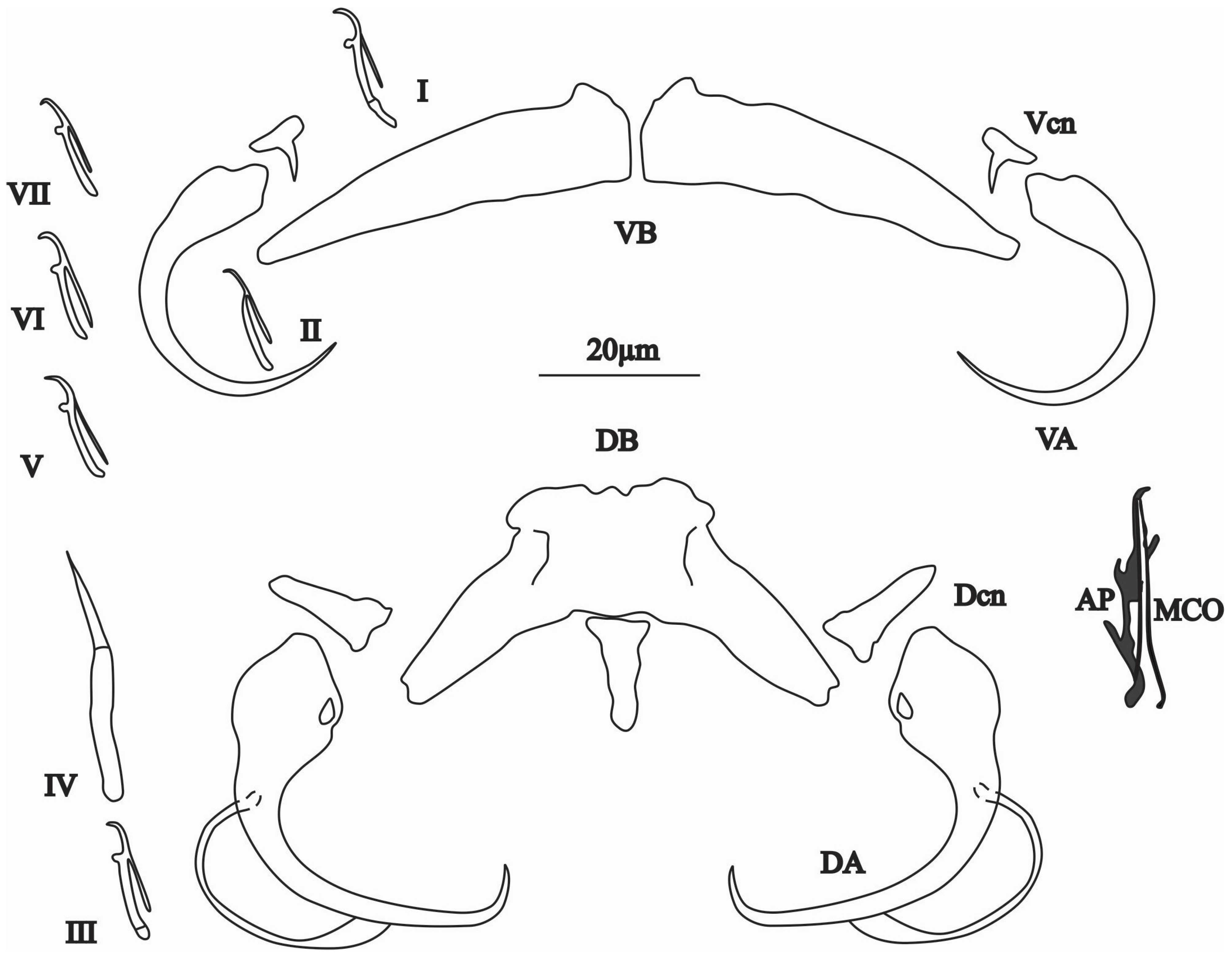 Animals 15 00395 g004 Animals 15 00395 g004
