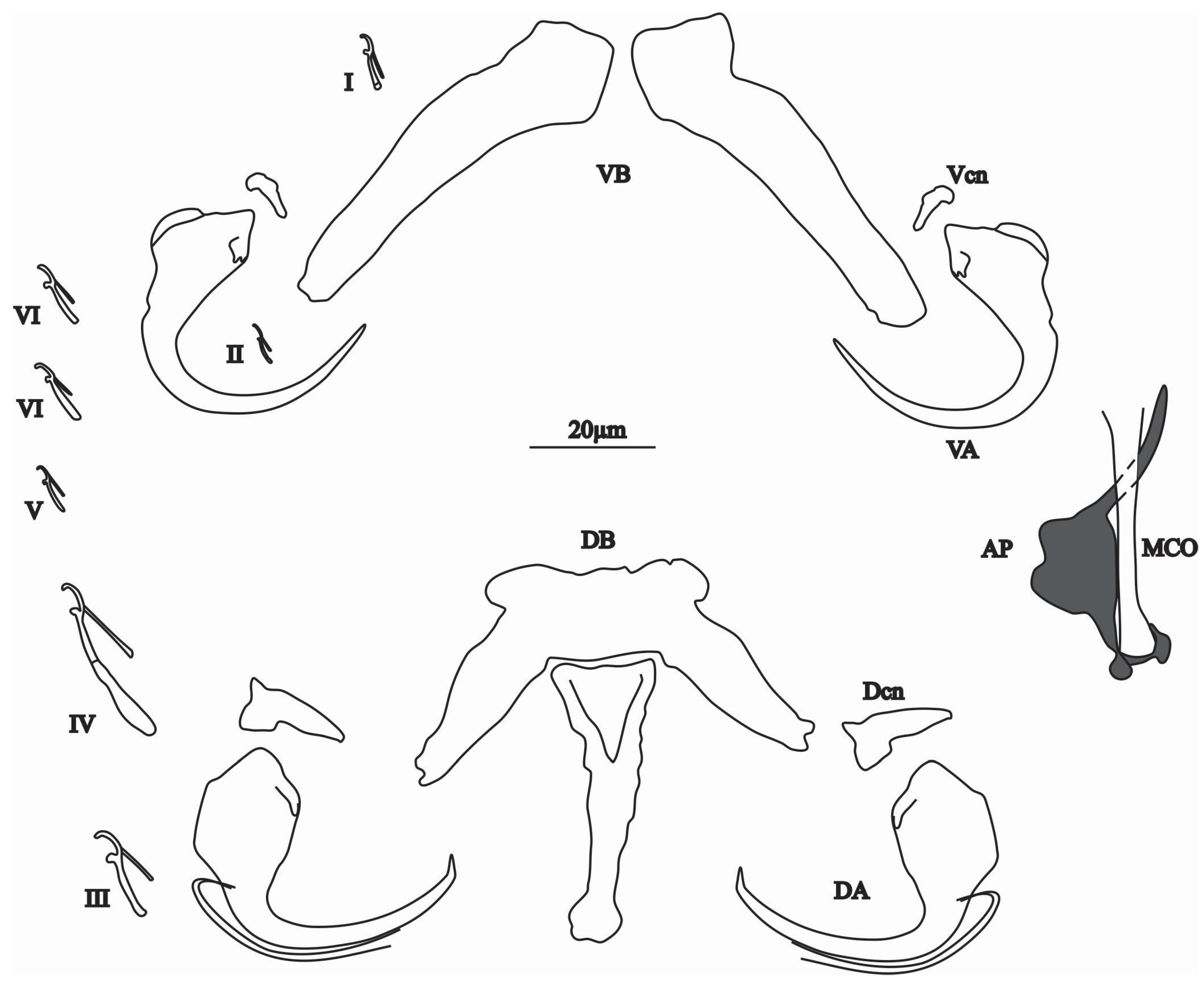 Animals 15 00395 g006 Animals 15 00395 g006