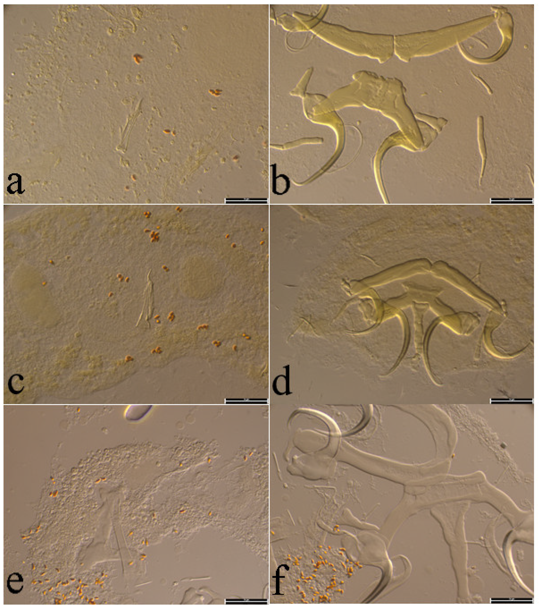 Animals 15 00395 g007 Animals 15 00395 g007