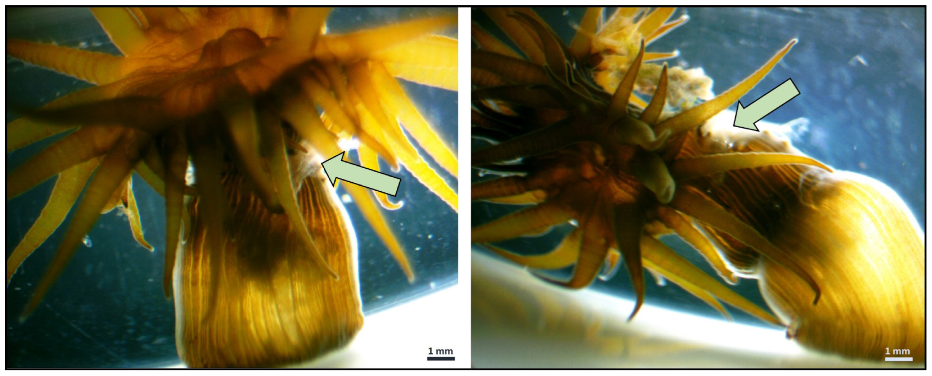 Animals 15 00405 g002