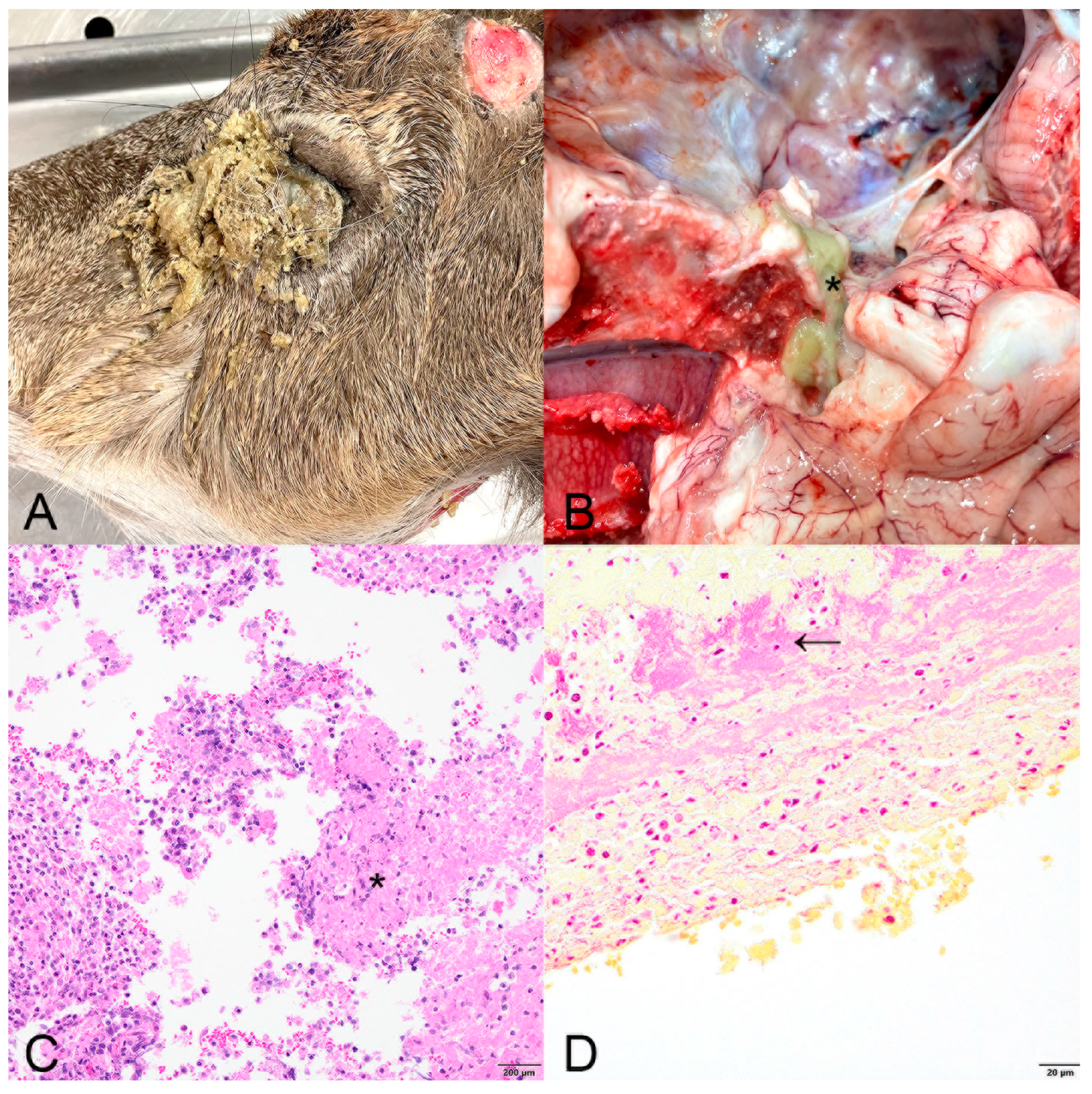 Animals 15 00409 g002