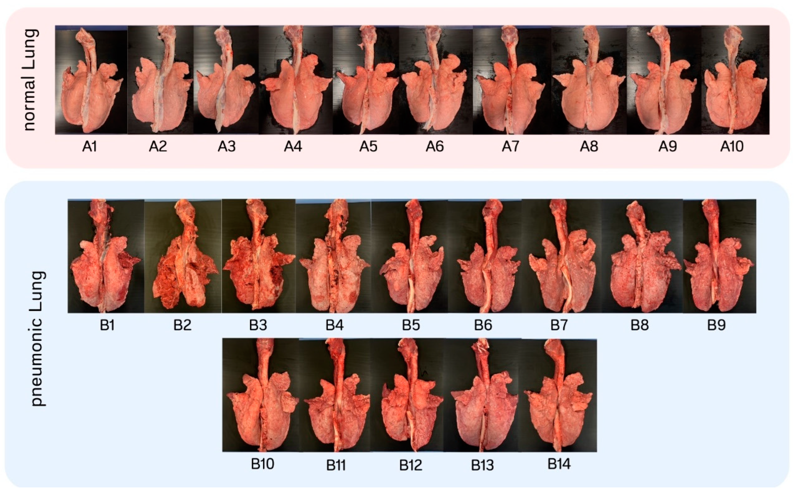 Animals 15 00410 g003